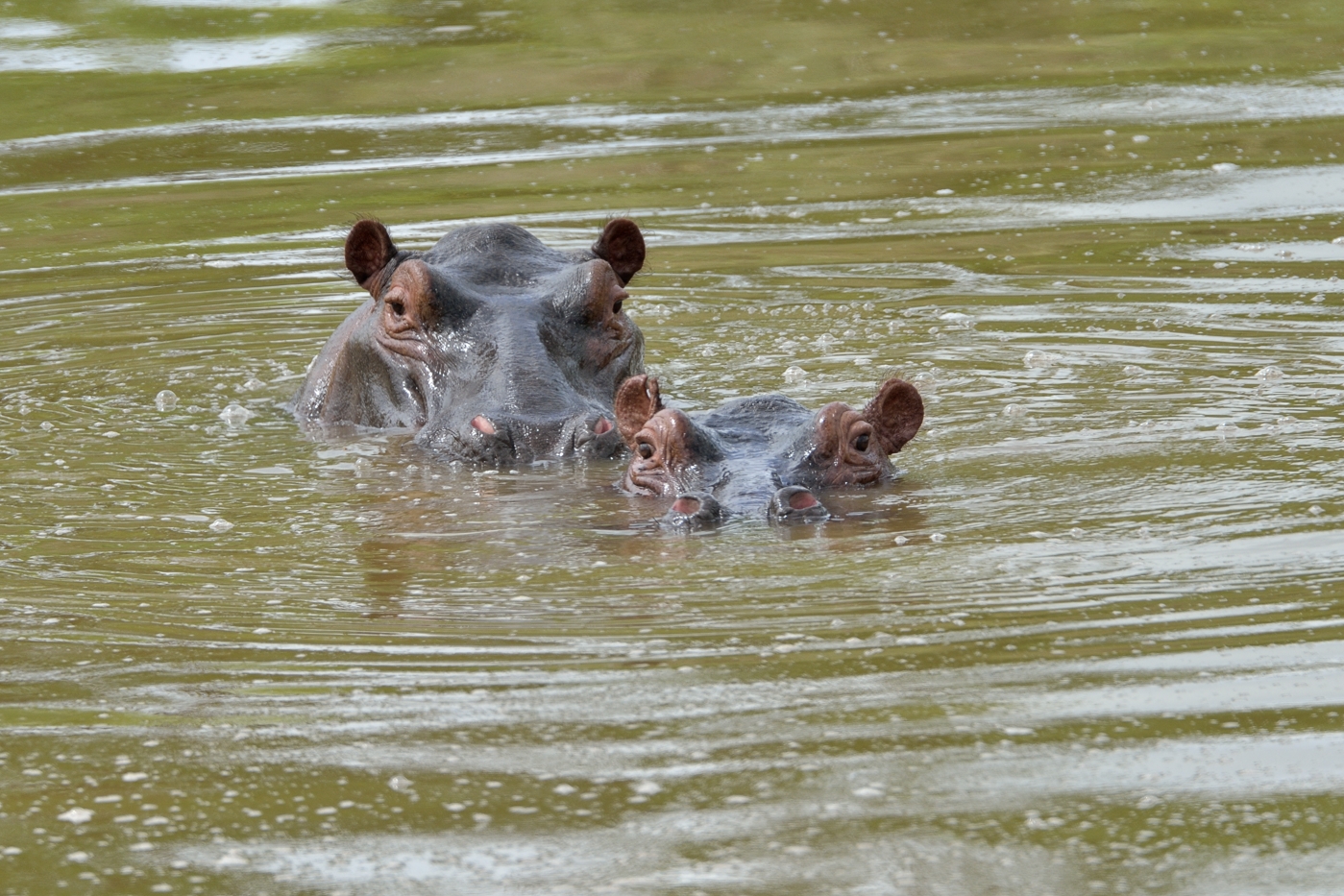 Hippos
