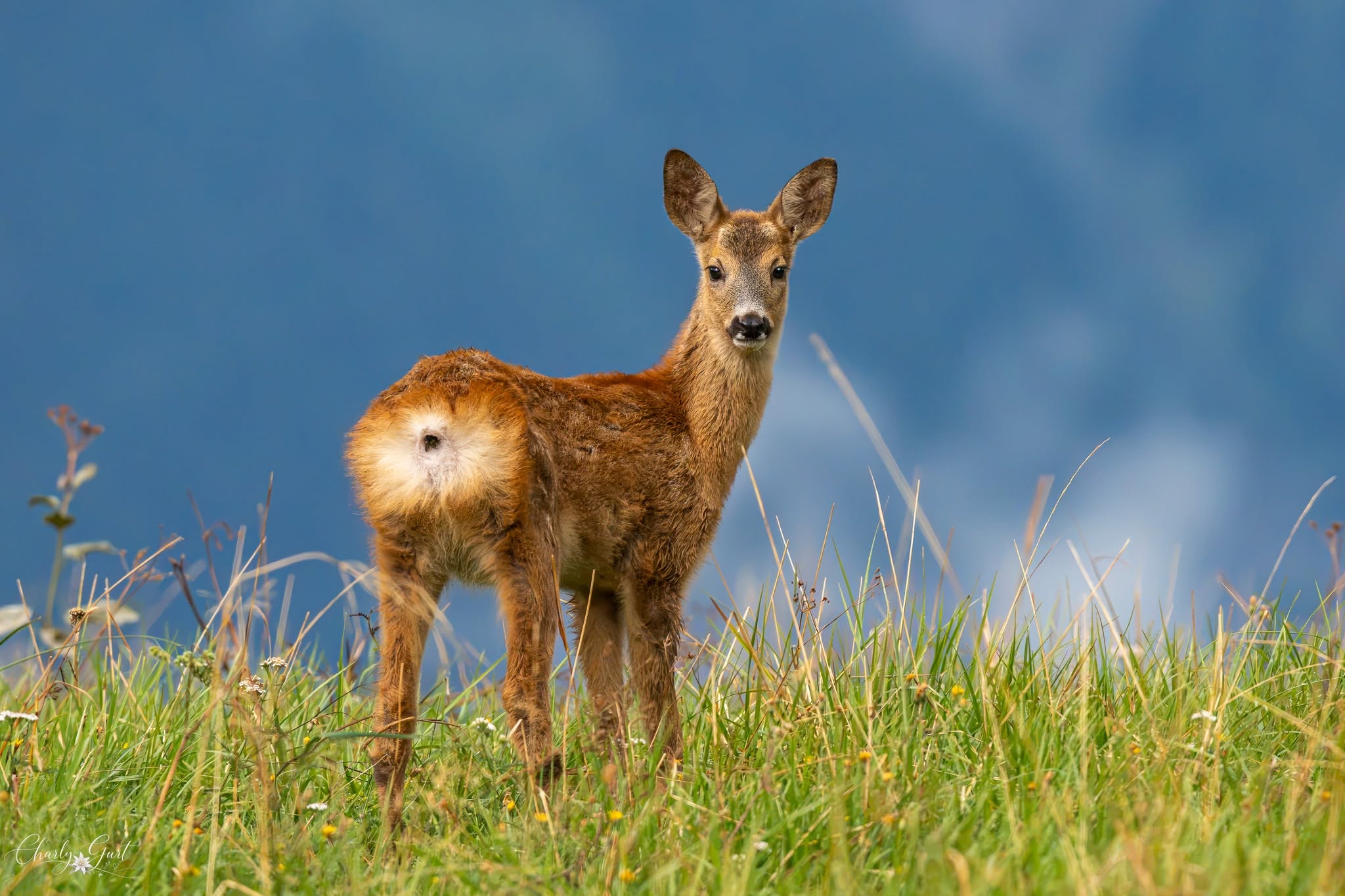 Ein kleiner Blick in die grosse Welt