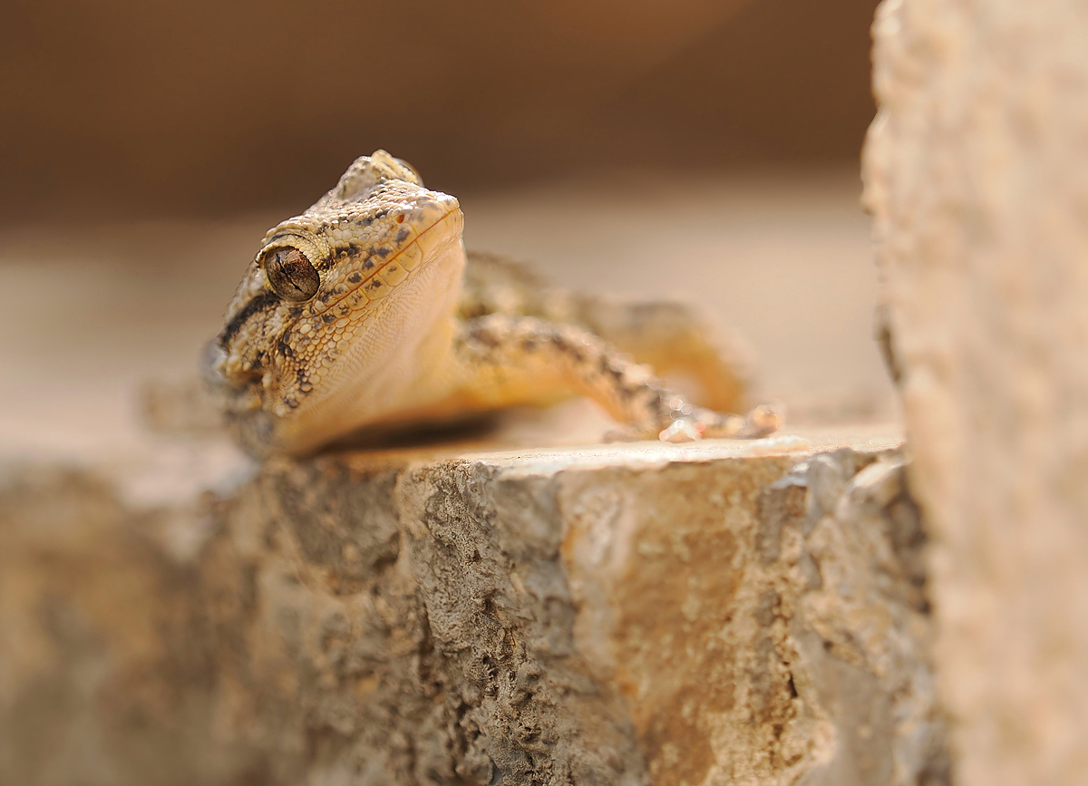 Gecko