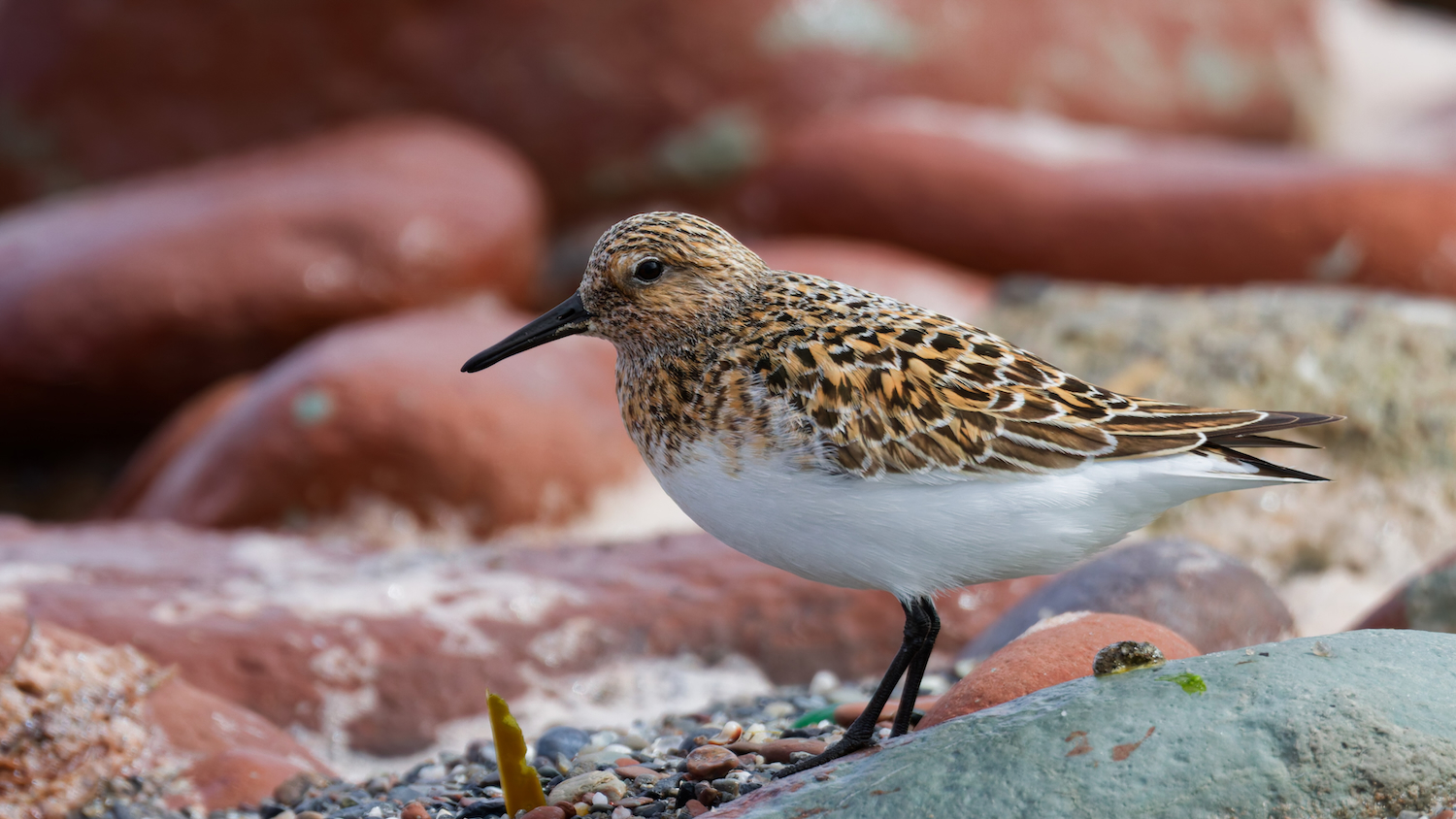 Sanderling