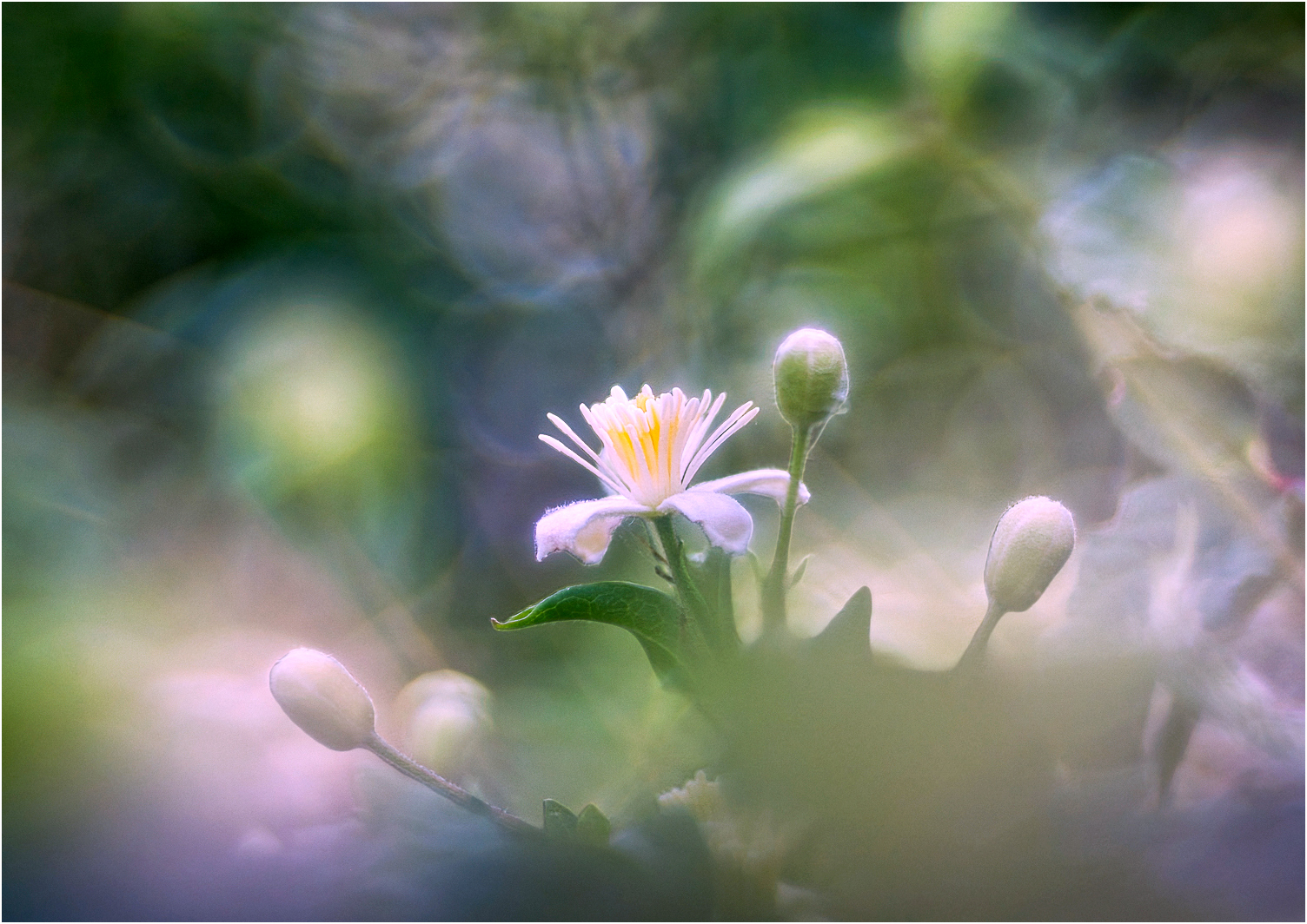 Clematis