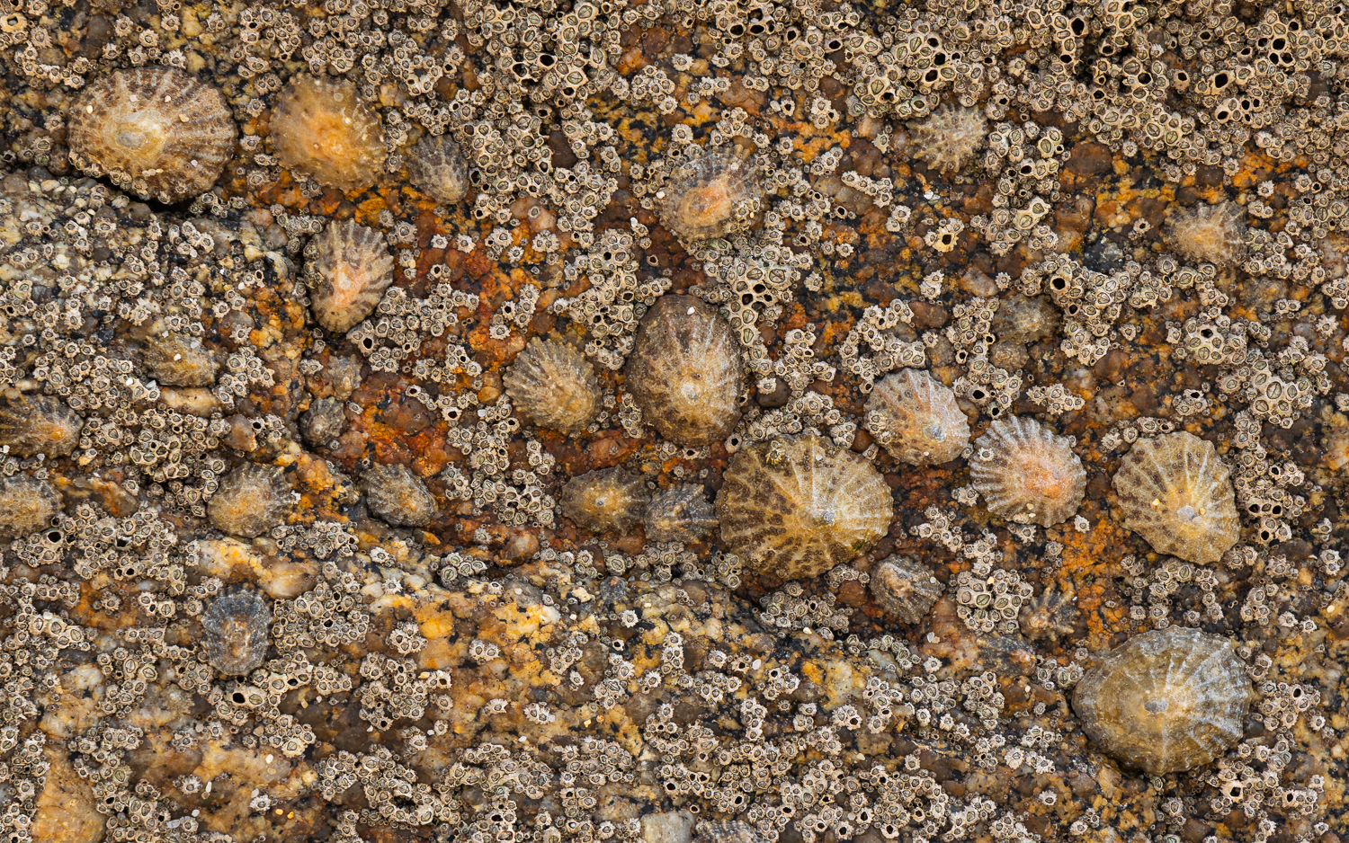 Felsen-Details