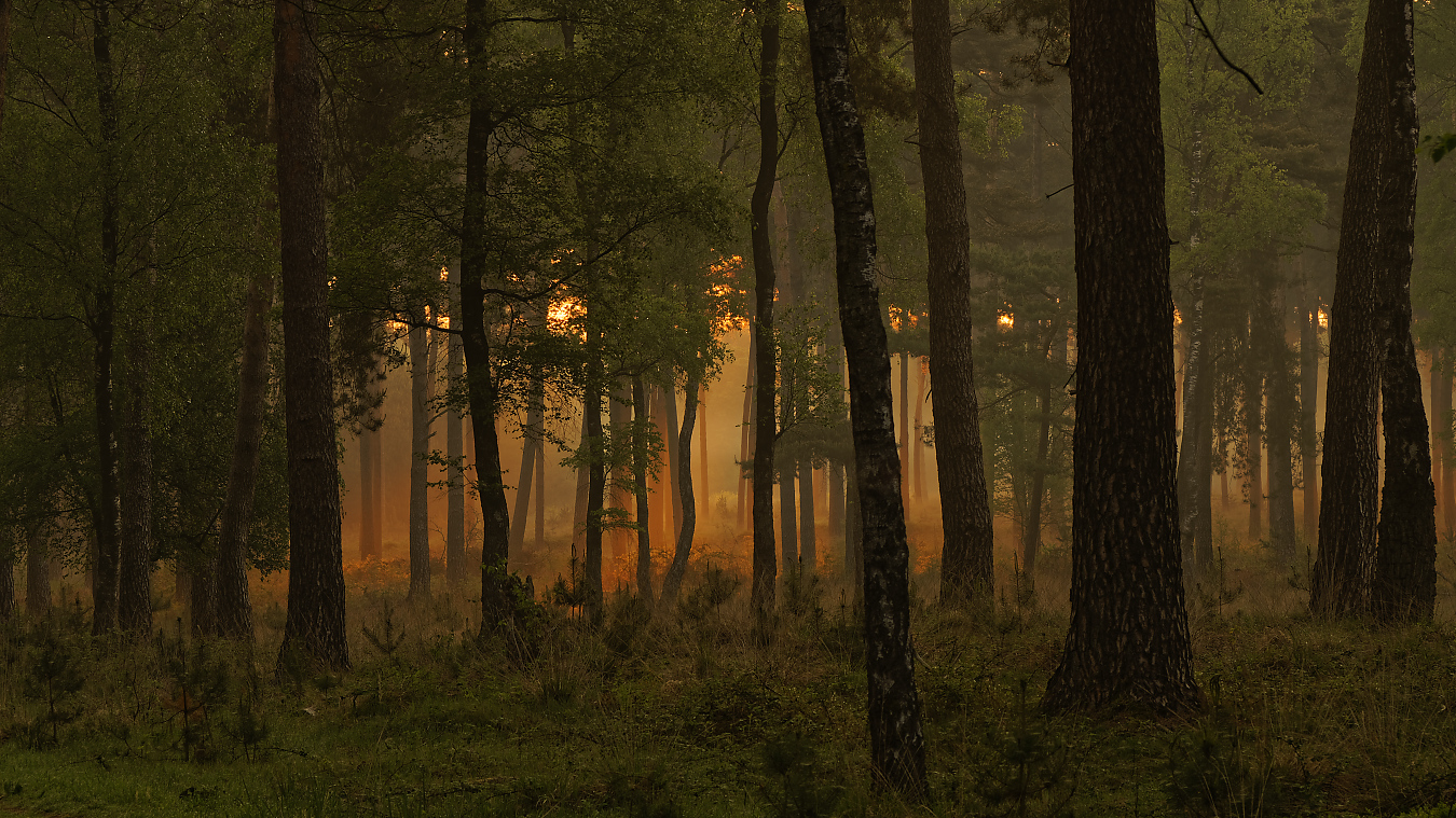 Sonnenaufgang in der 'Üfter Mark'