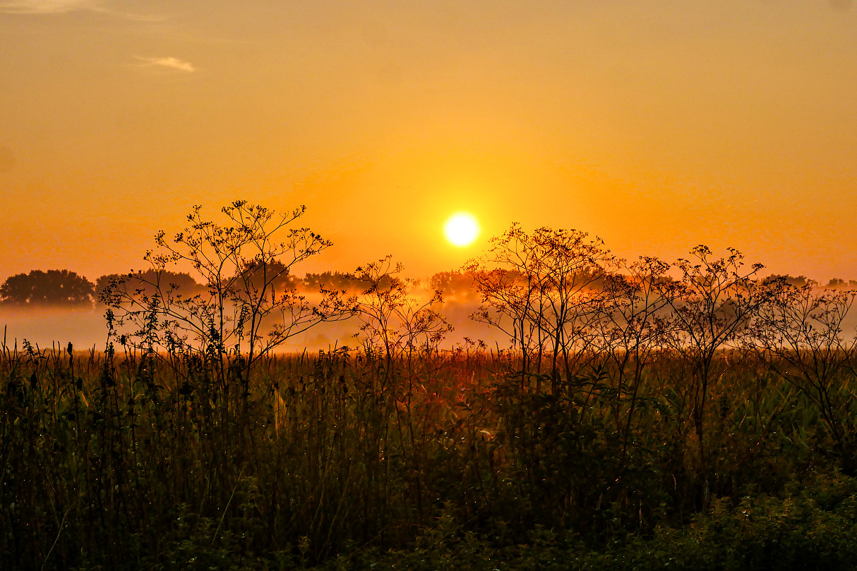 ein Nebelmorgen im August