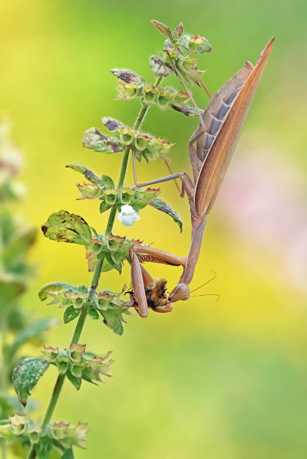 Mantis beim Mittagessen