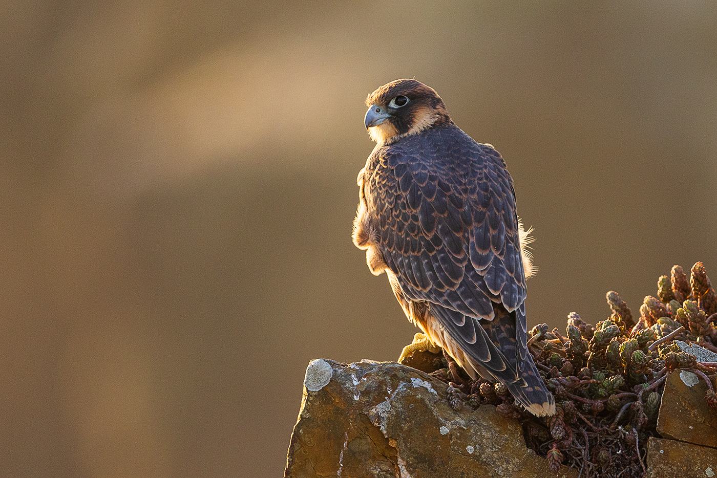 Wanderfalke juvenil – Falco peregrinus