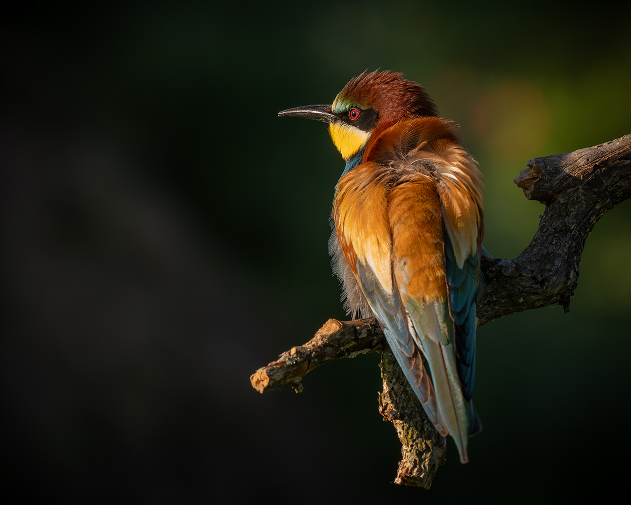 Bienenfresser
