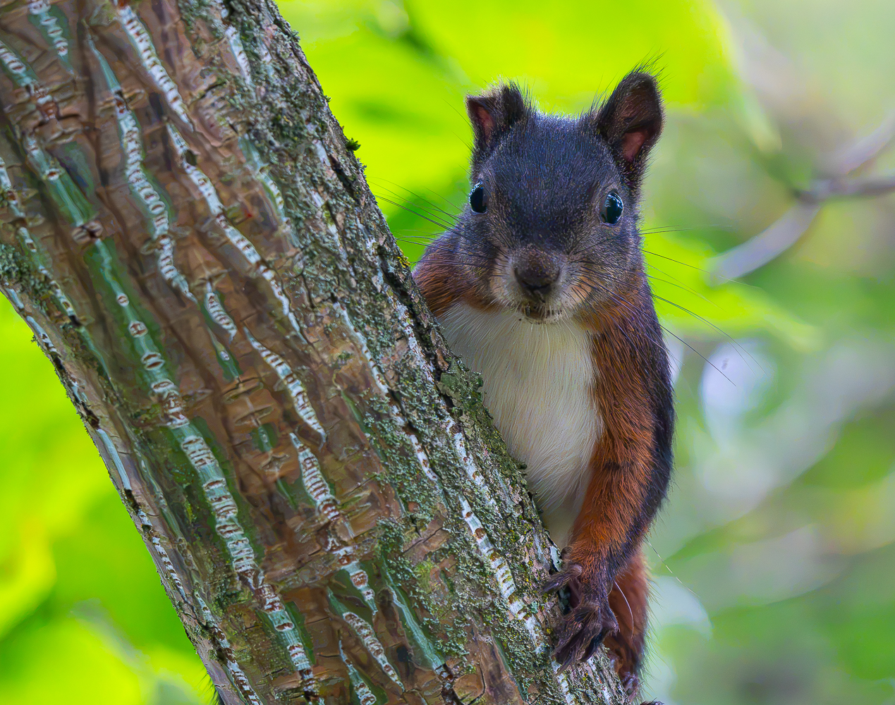 Halb Ohr Hörnchen
