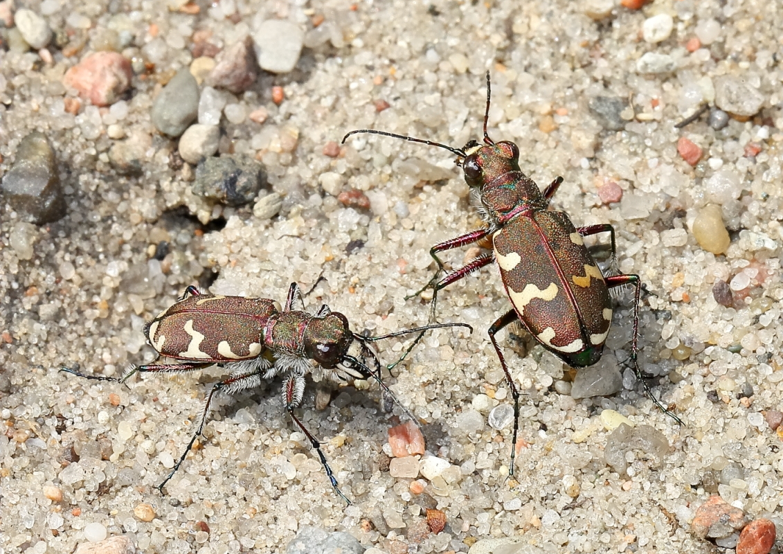 Dünensandlaufkäfer