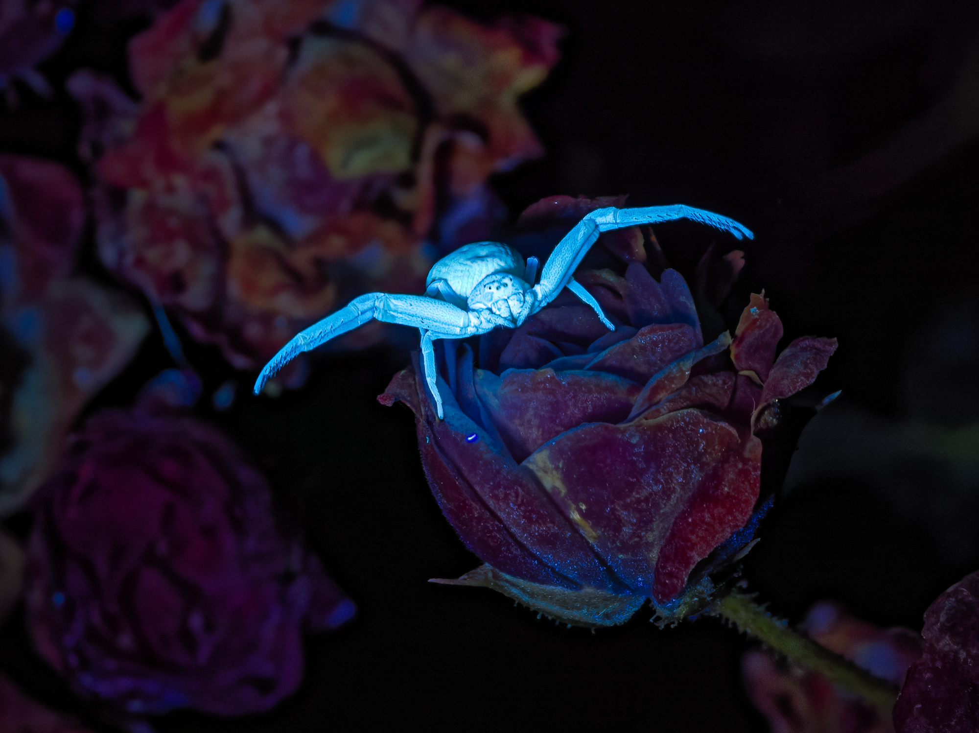 Die Fluoreszens der Veränderlichen Krabbenspinne (Misumena vatia)