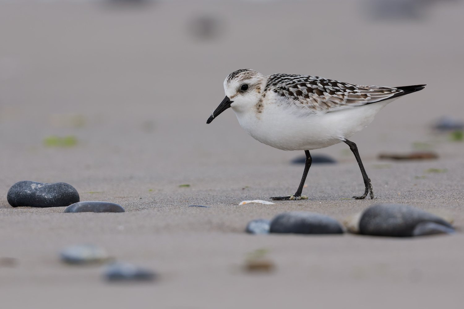 Sanderling