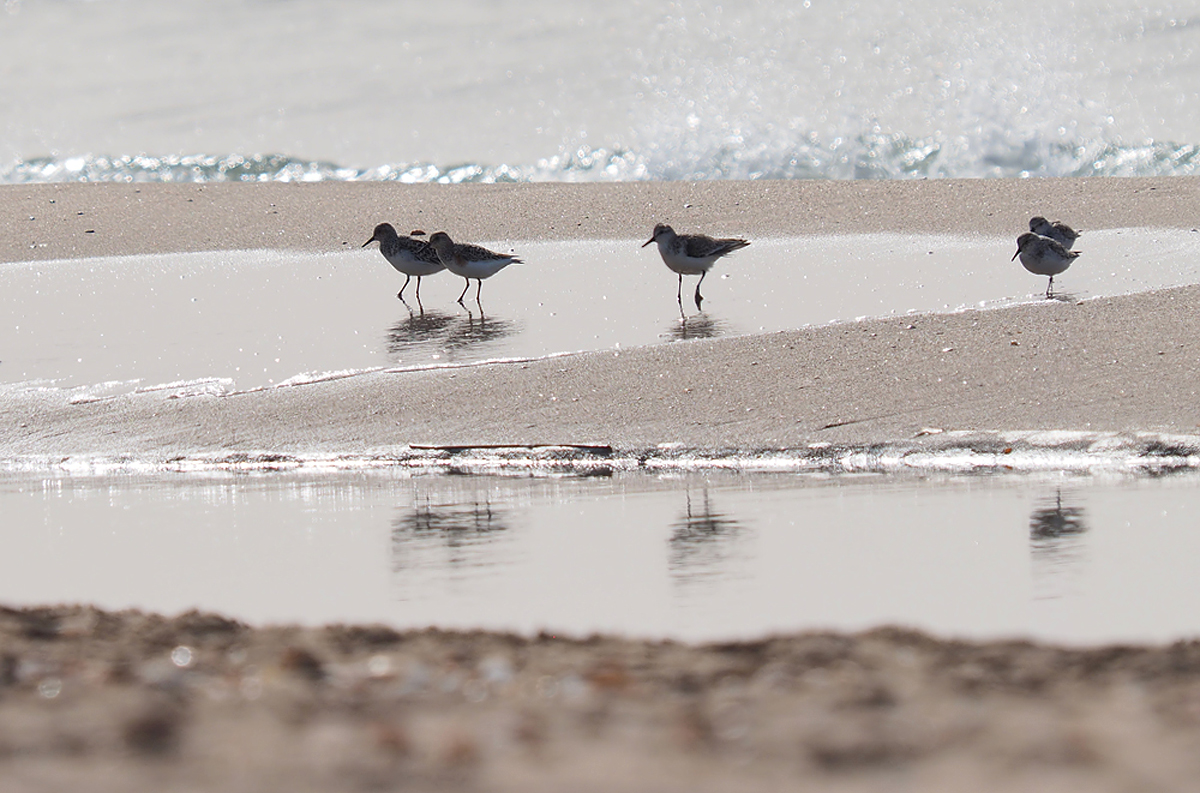 Strandbesucher