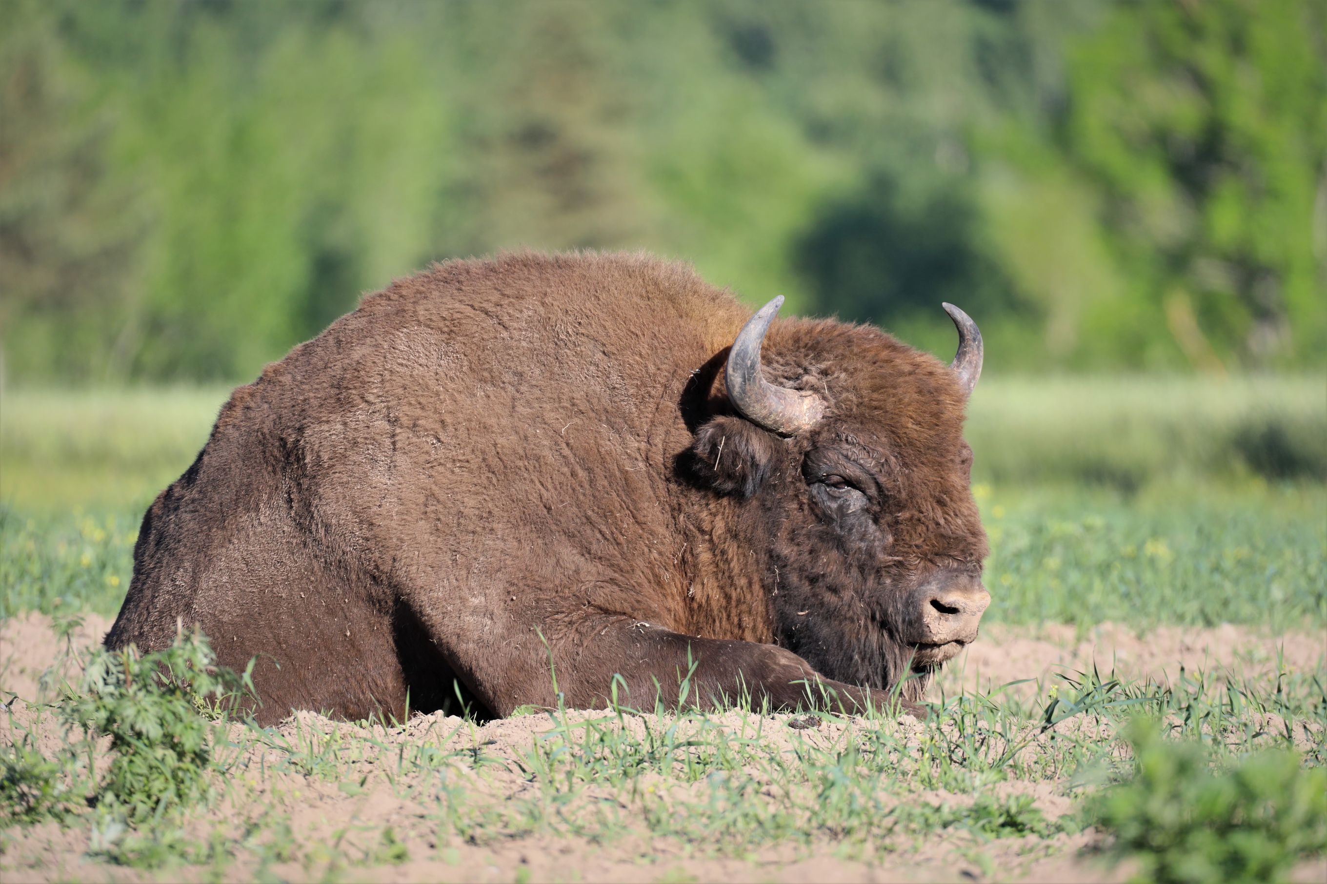 Europäischer Wisent (Bison bonasus)