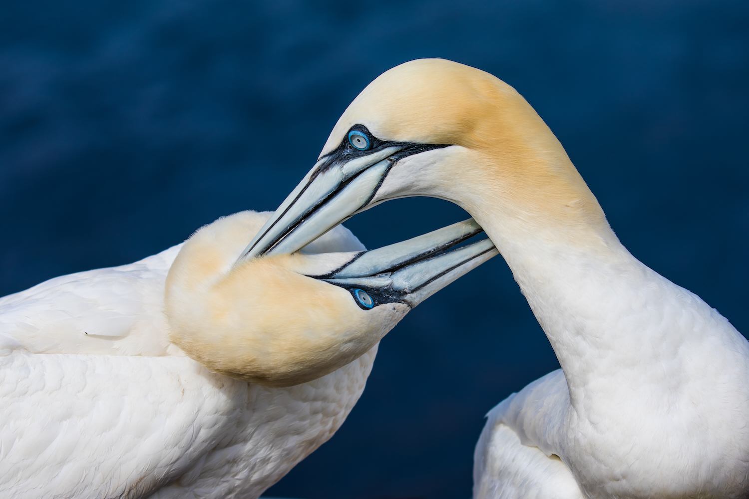 Basstölpel