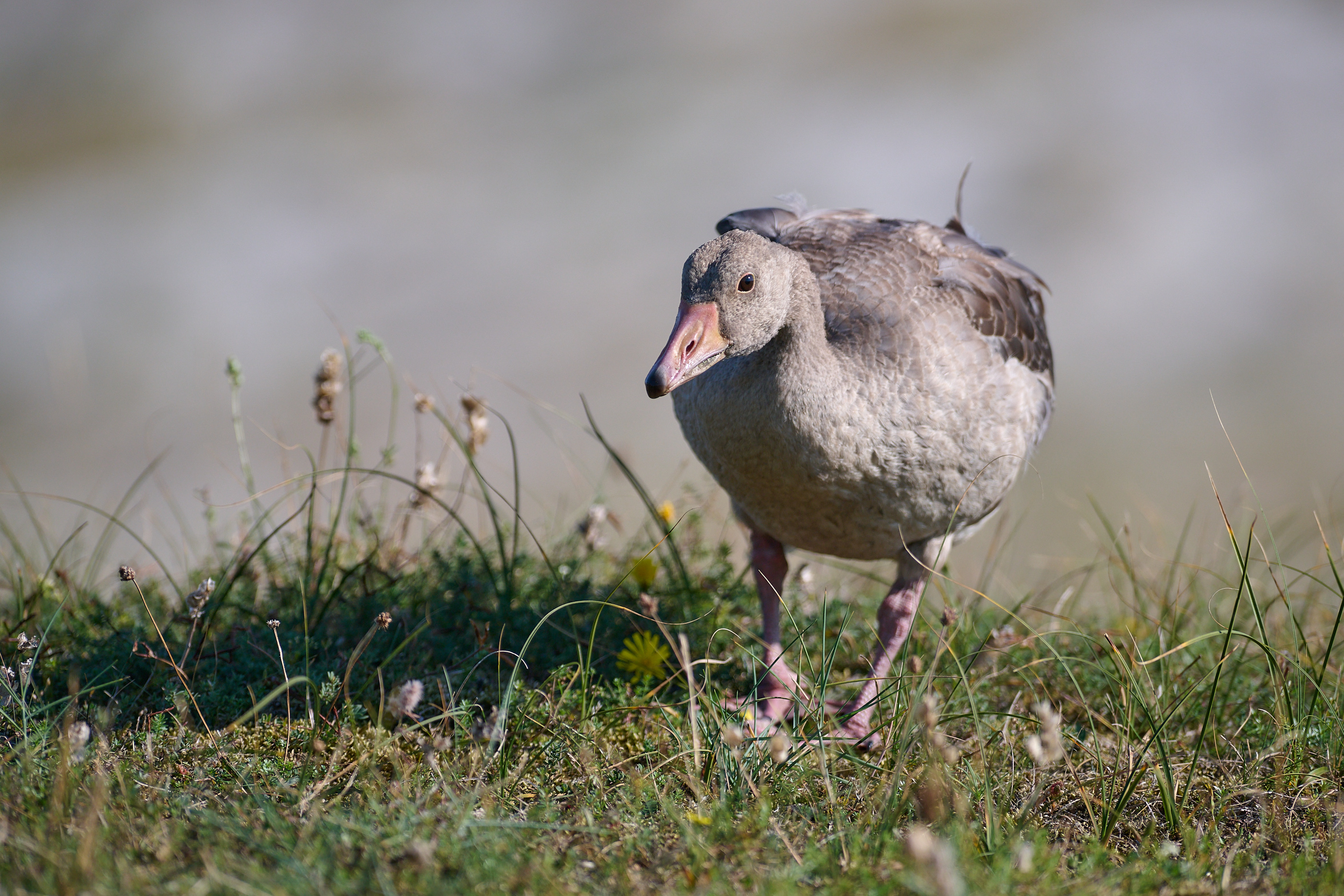 Gans schön!