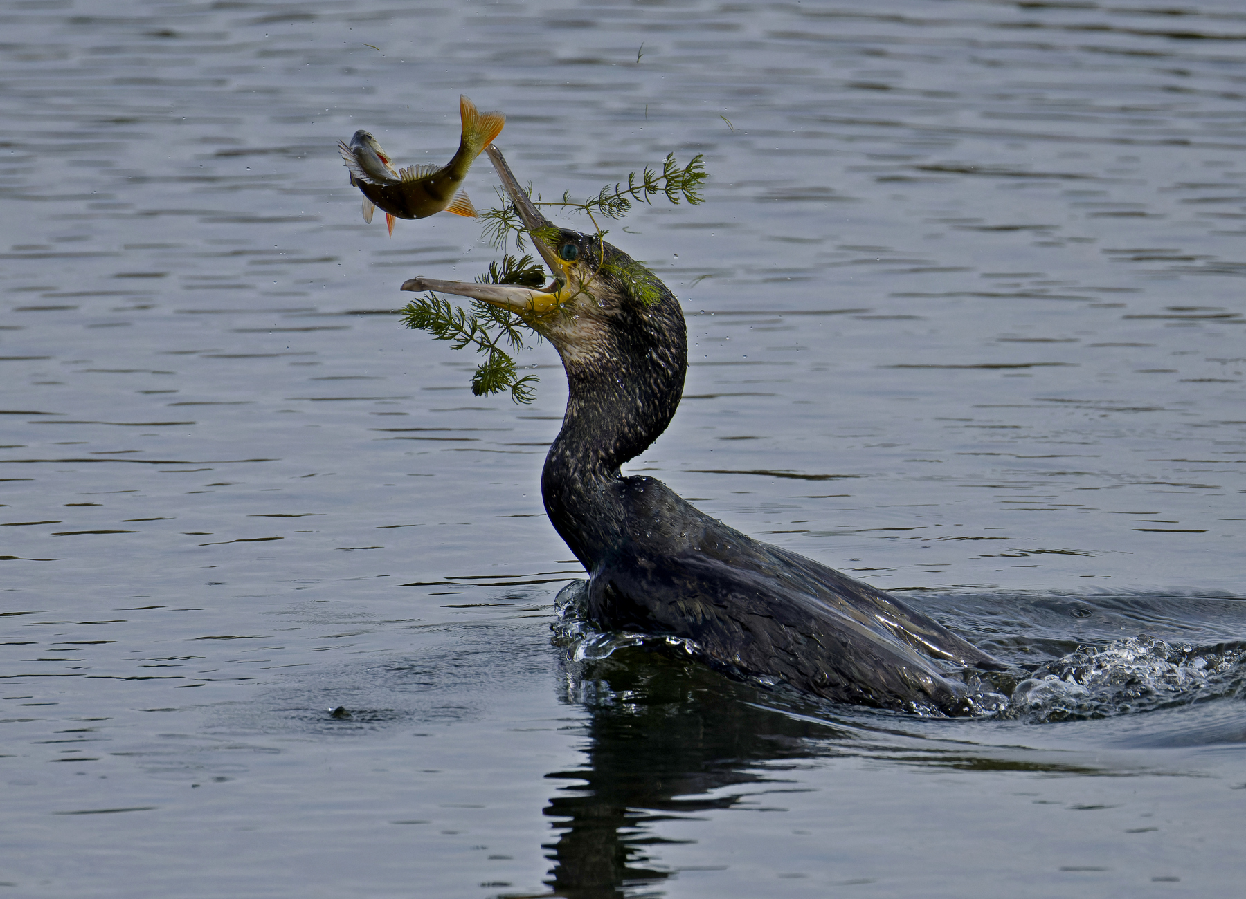 Fisch mit Beilage