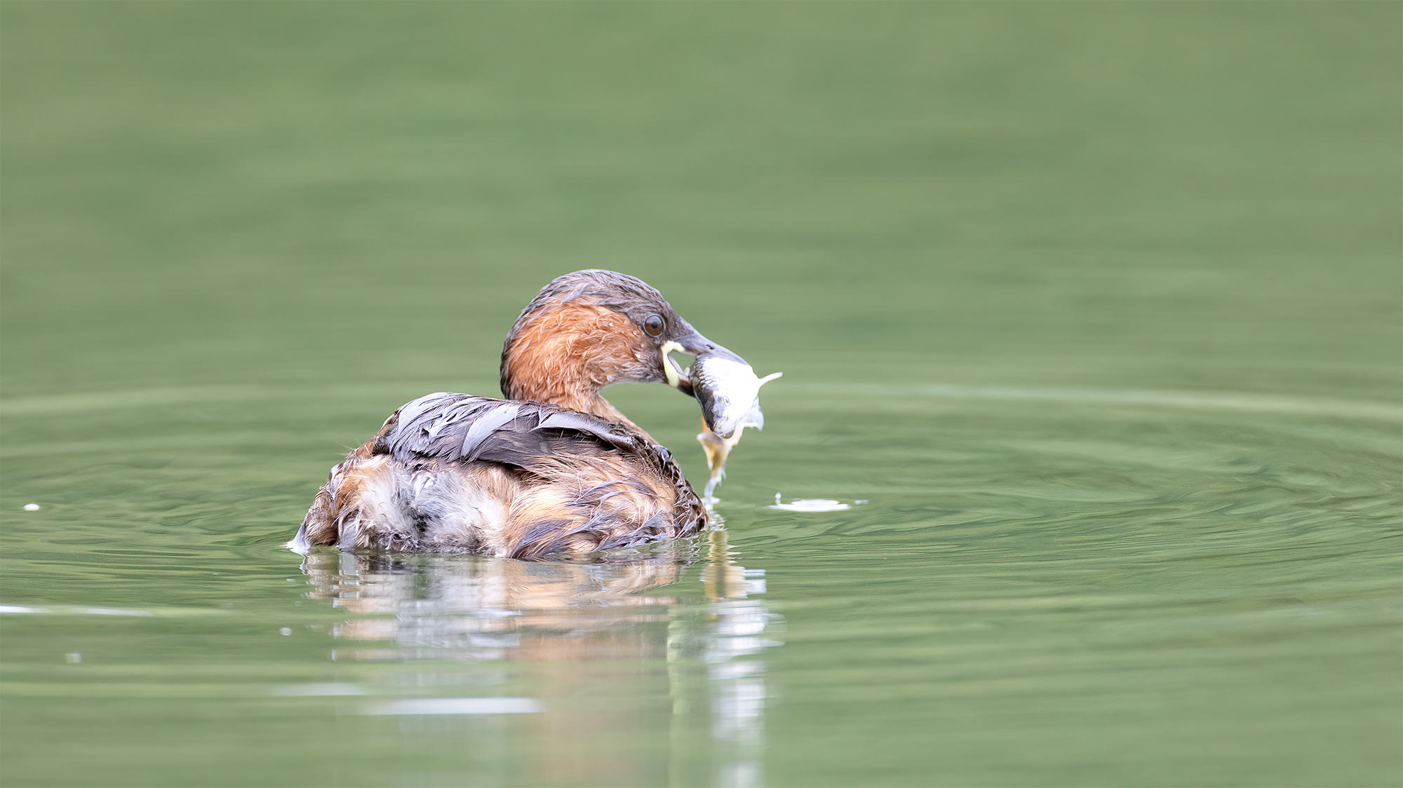 Eisvogel mit Beute