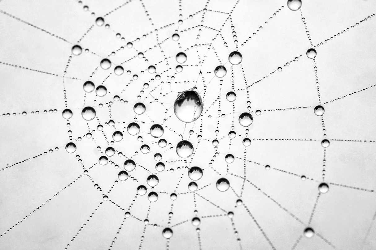 Spinnennetz im Nebelmorgen