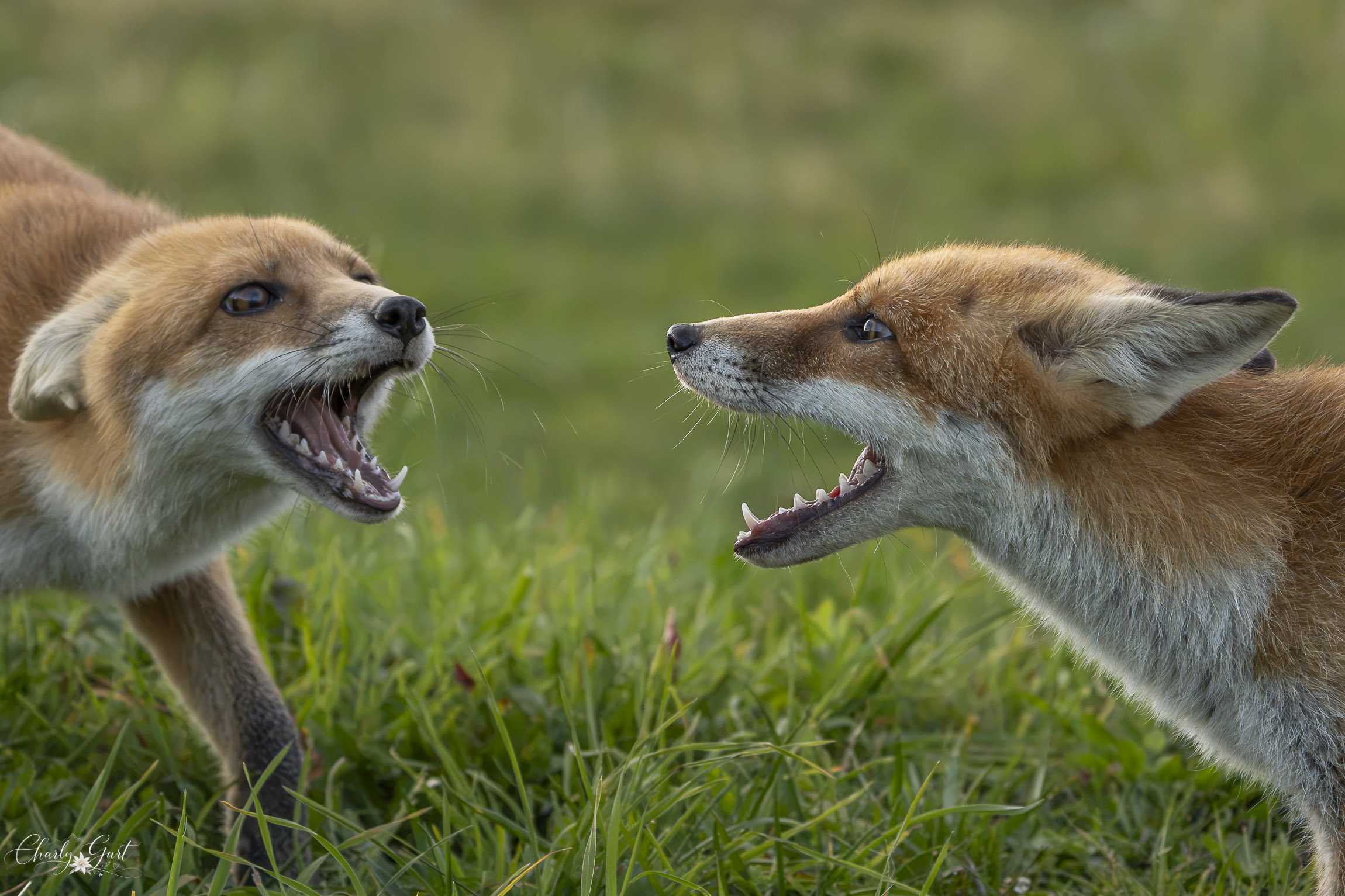 Junge Wildnis – Spielen, lernen, stärker werden