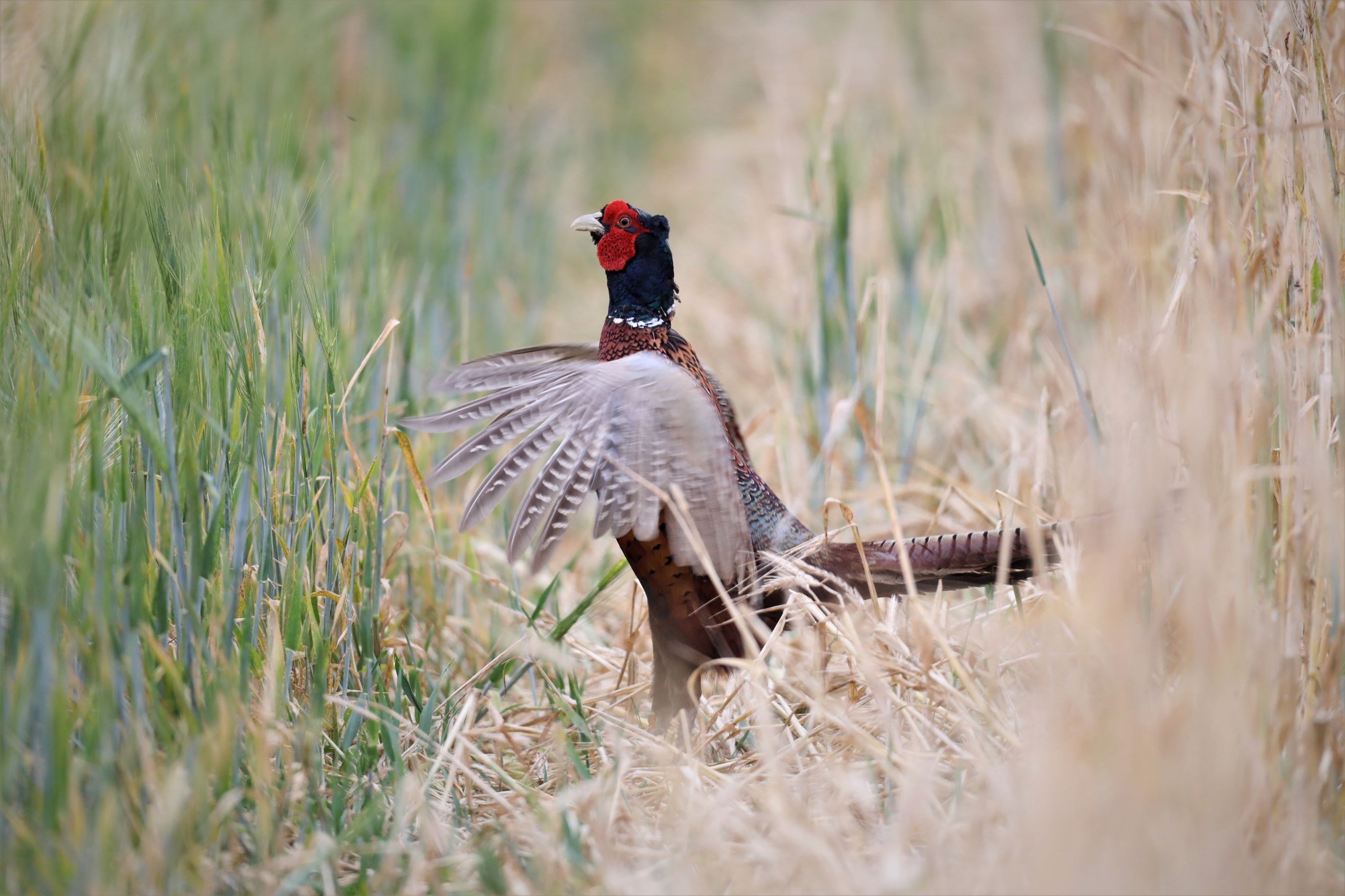 Fasan (Phasianus colchicus)
