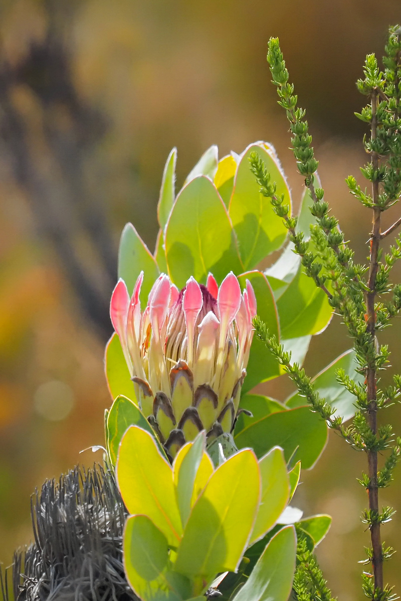 Protea