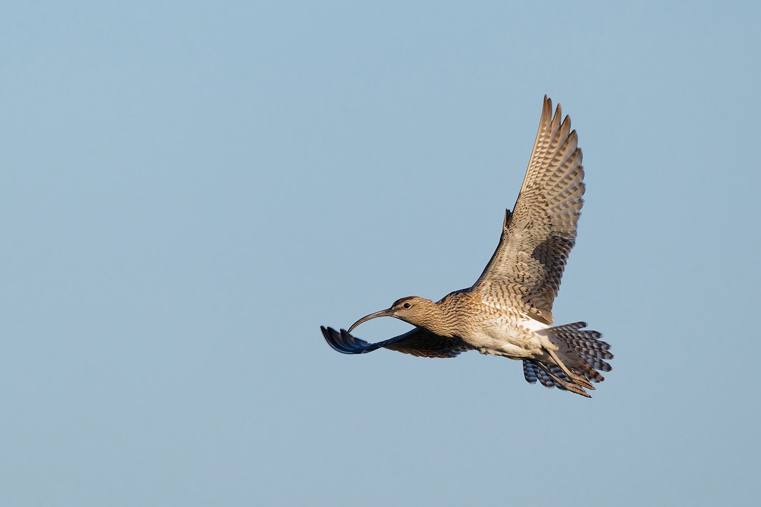 Regenbrachvogel
