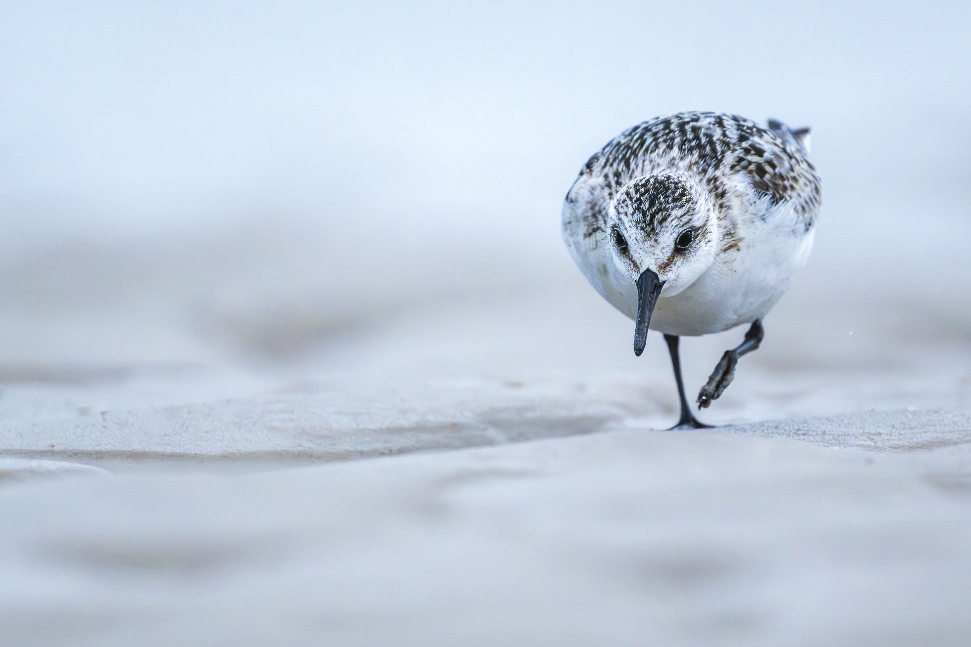 "...Sanderling..."