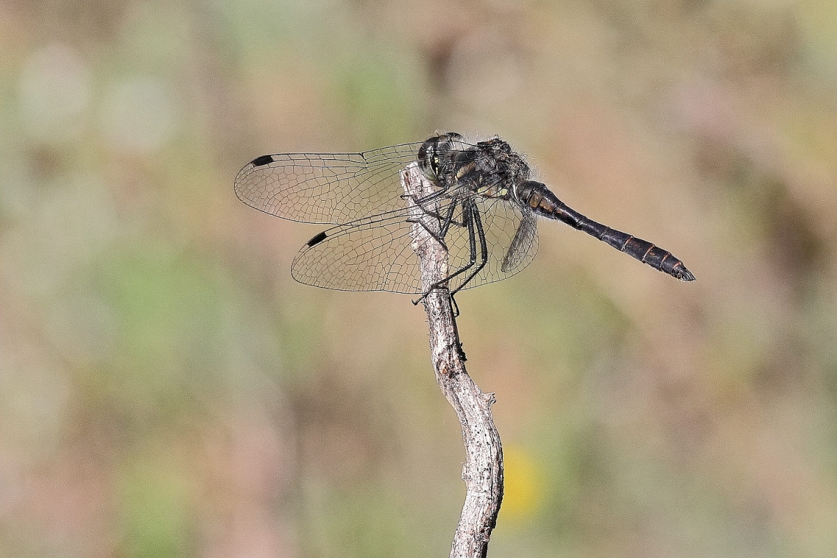 Schwarze Heidelibelle