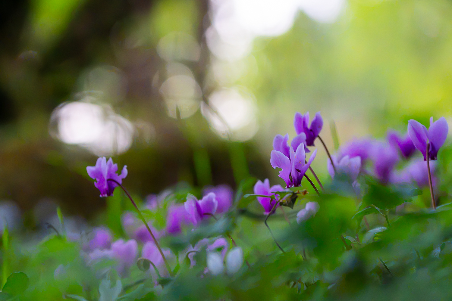 Wilde Alpenveilchen