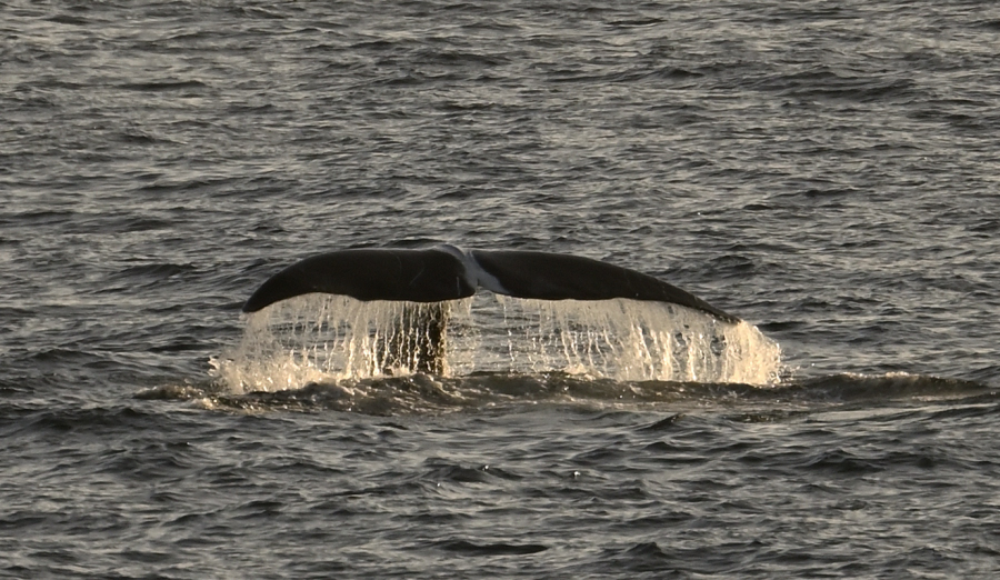 Grönlandwal/Bow-headed Whale