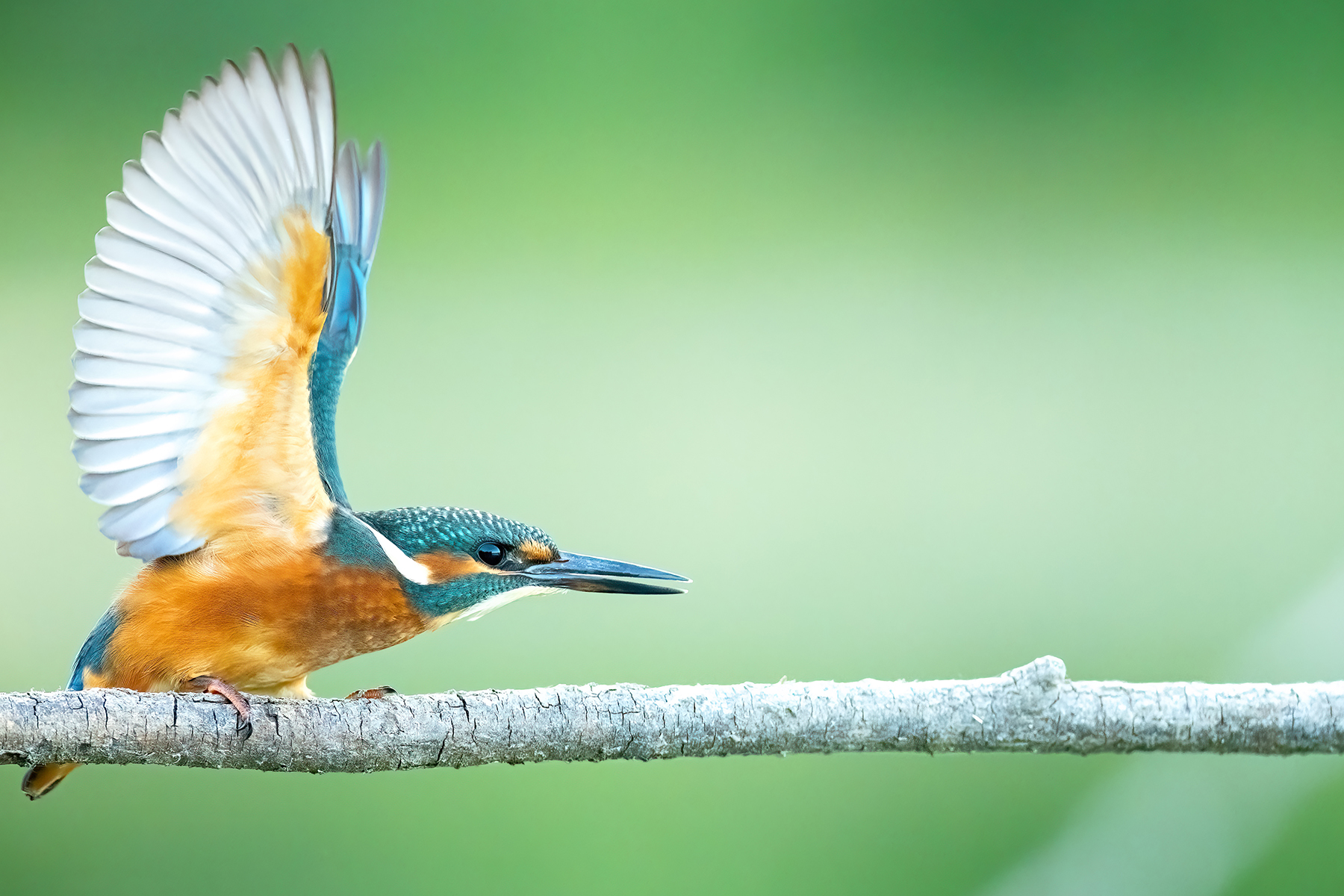 Eisvogel in Abwehrhaltung