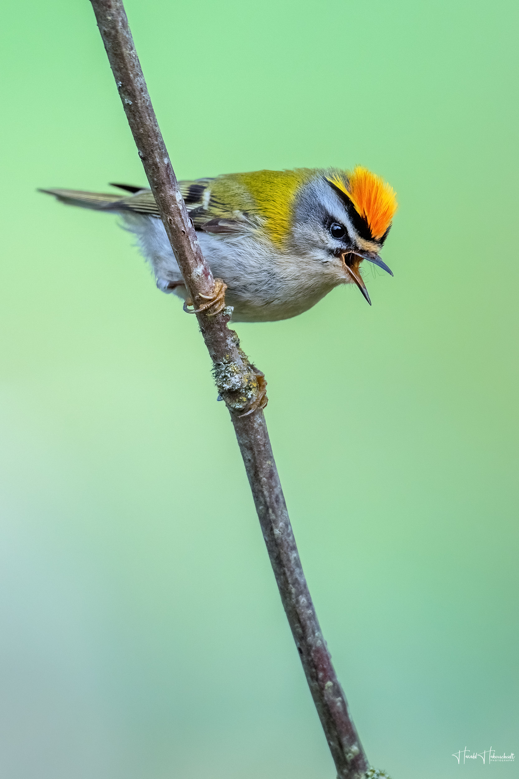 Der Vogelzug ist in vollem Gange