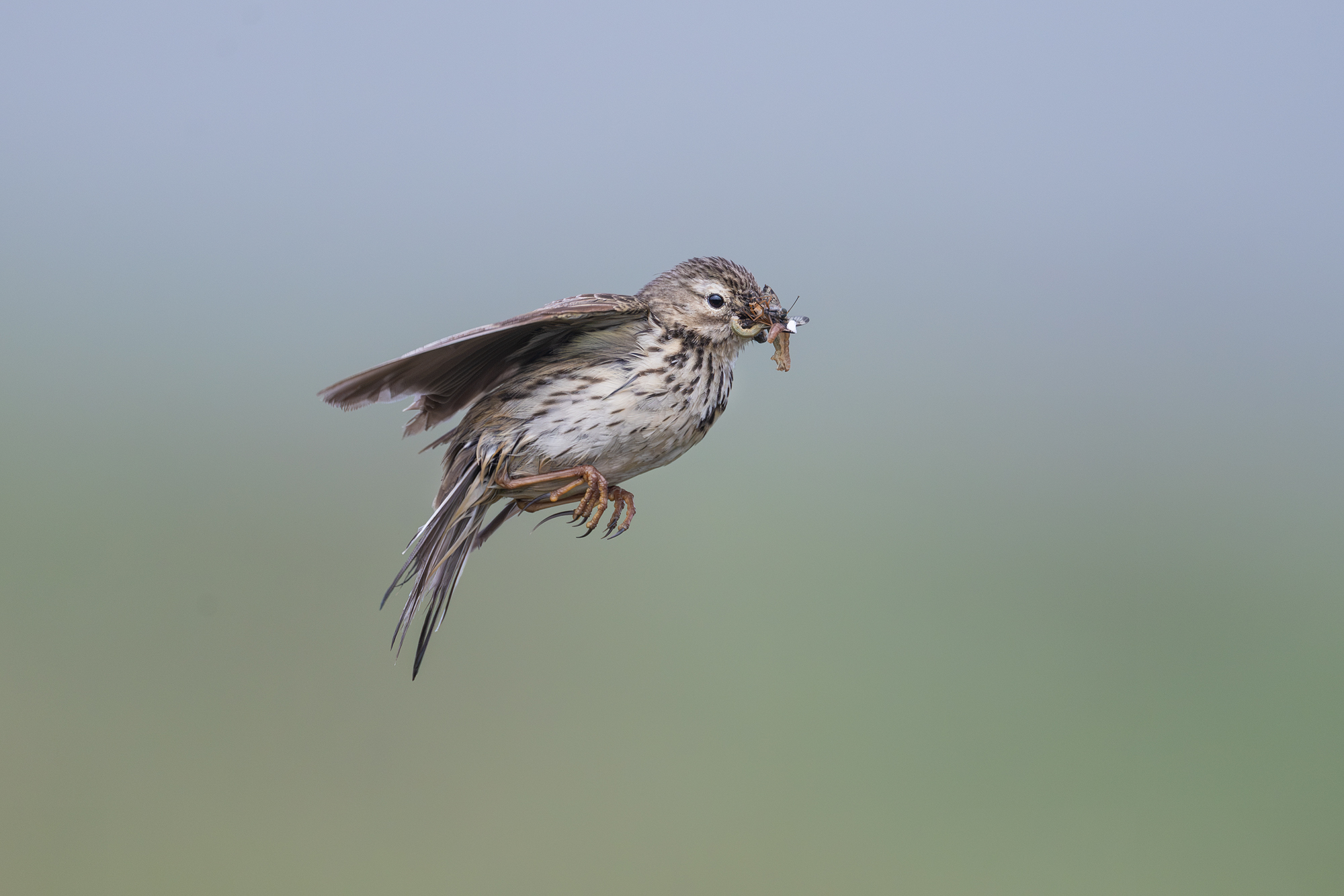 Wiesenpiper
