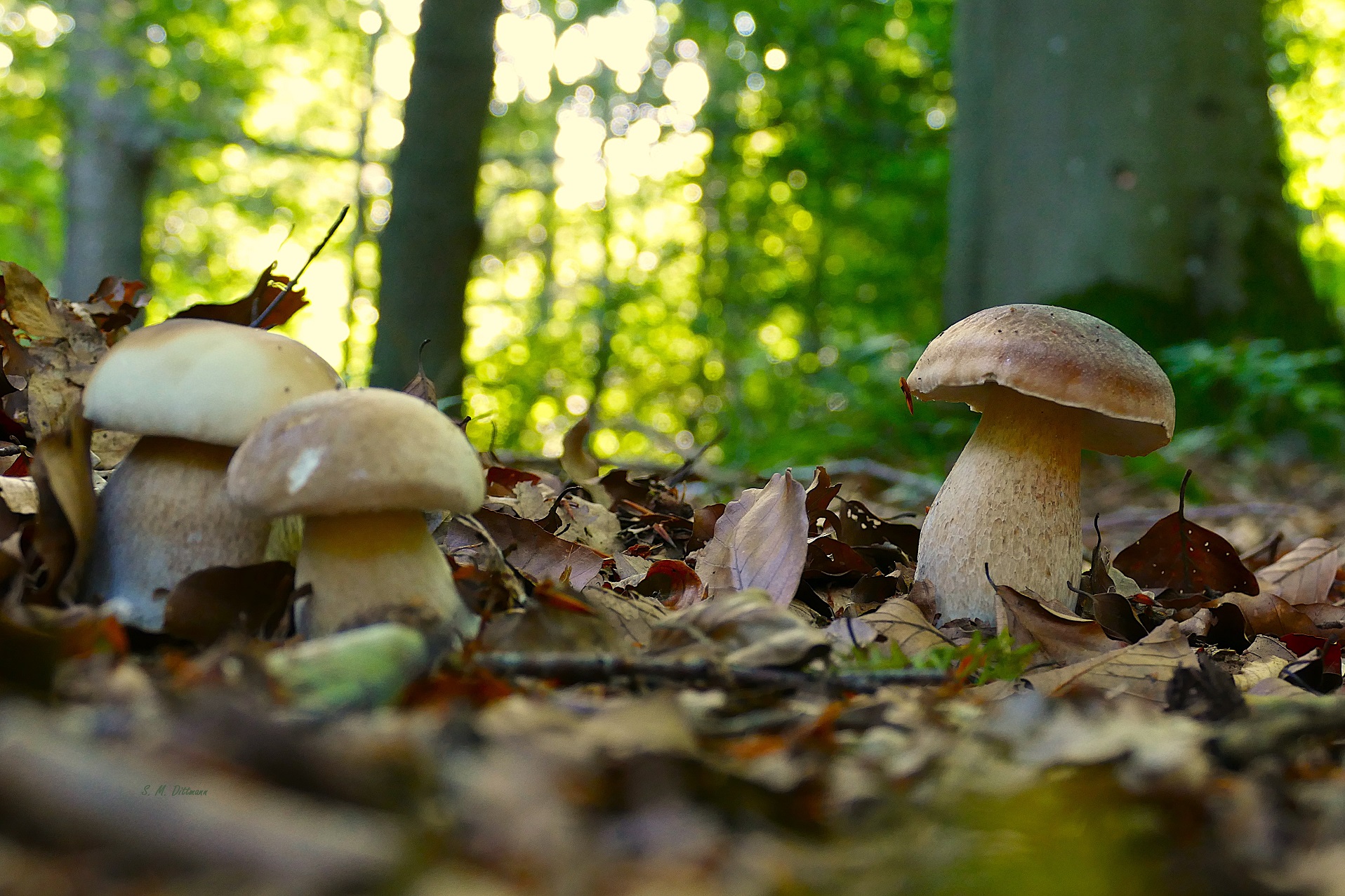 Boletus