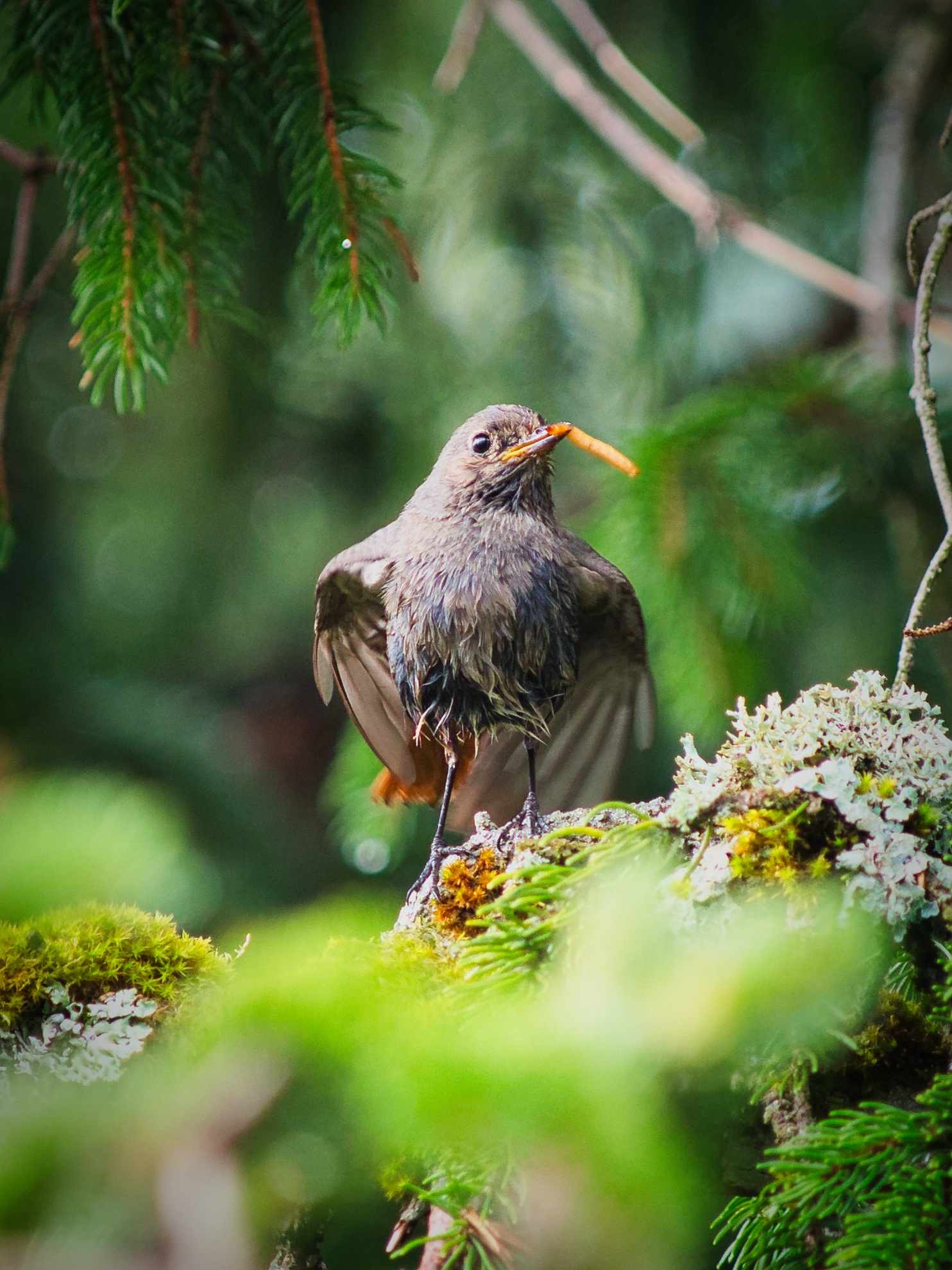 Amsel in Österreich