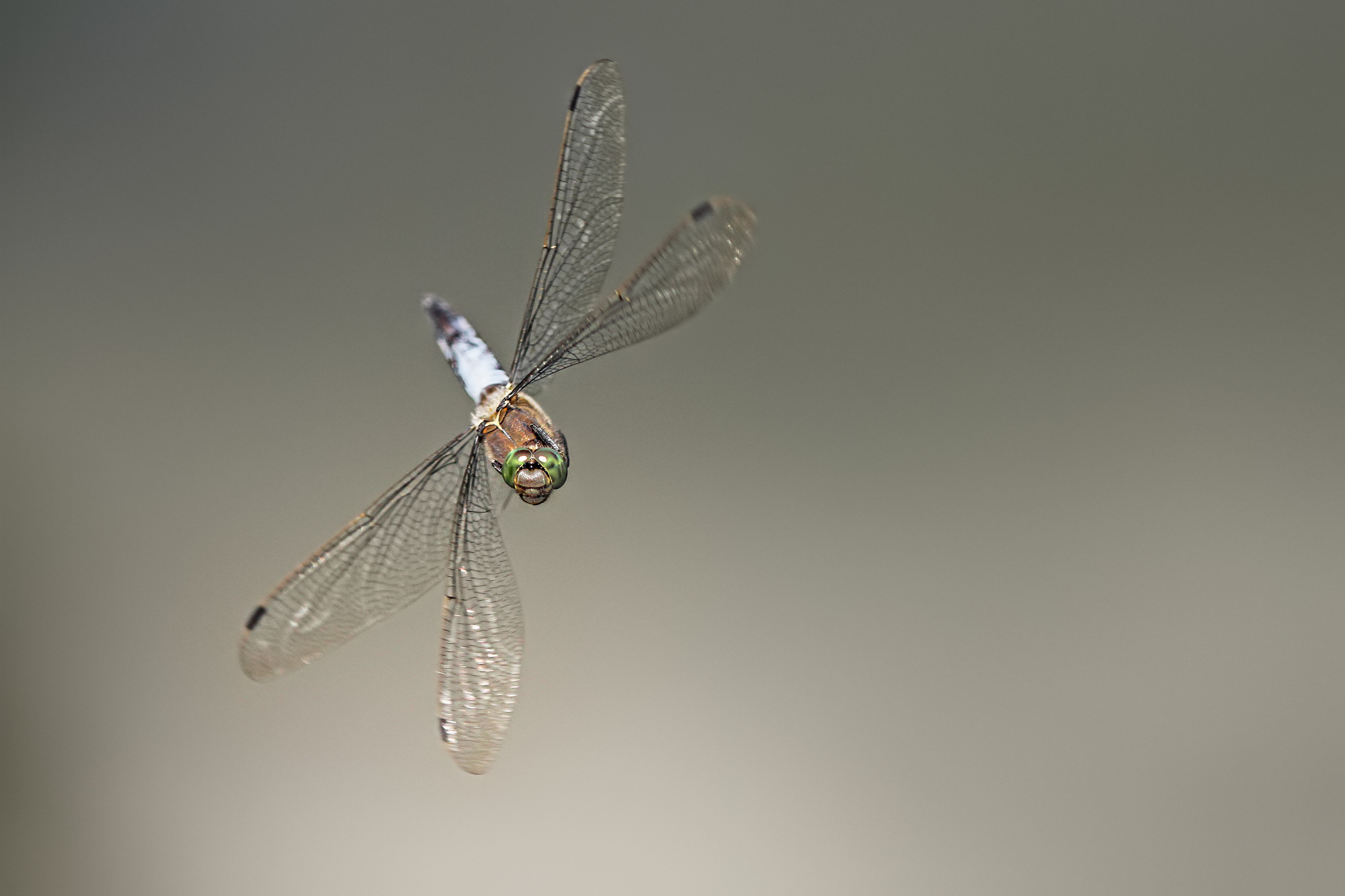 Flugakrobat