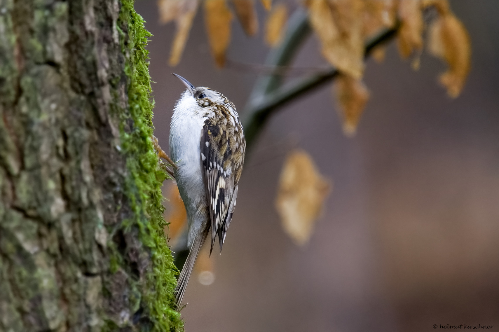 Waldbaumläufer