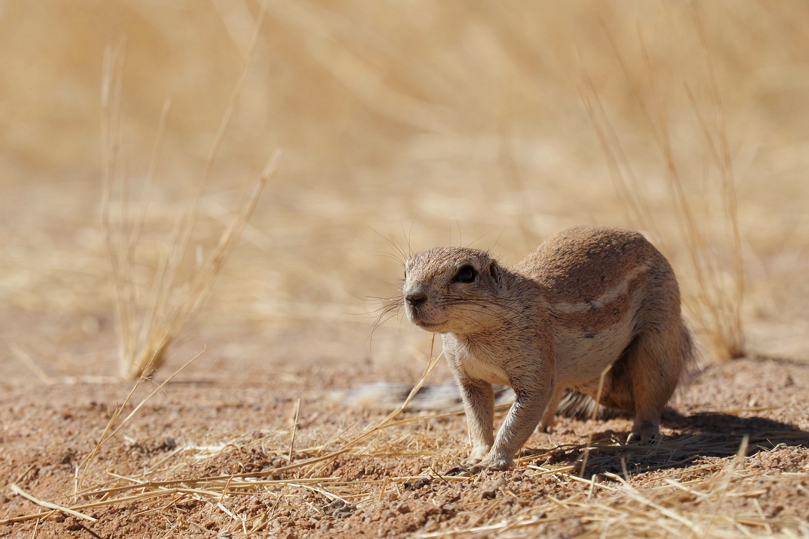 Ein Kap-Borstenhörnchen