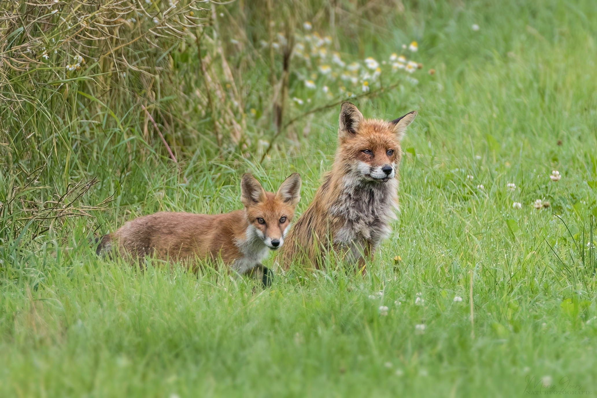 Rotfuchs - Fähe mit Jungtier