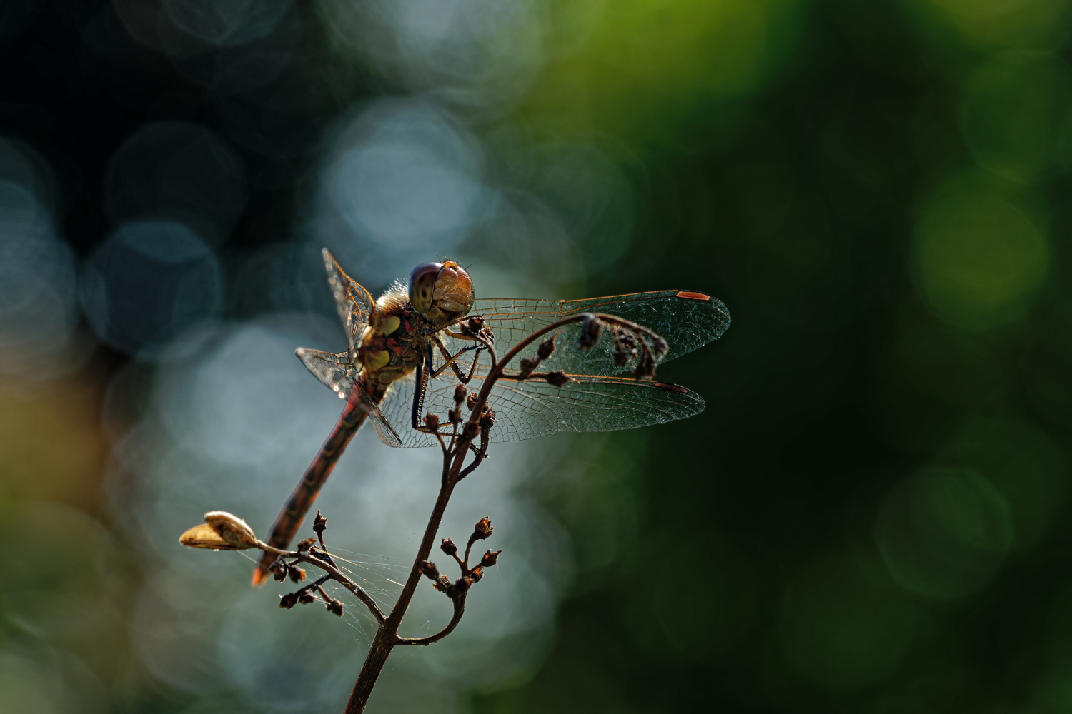 Heidelibelle mit Bokeh