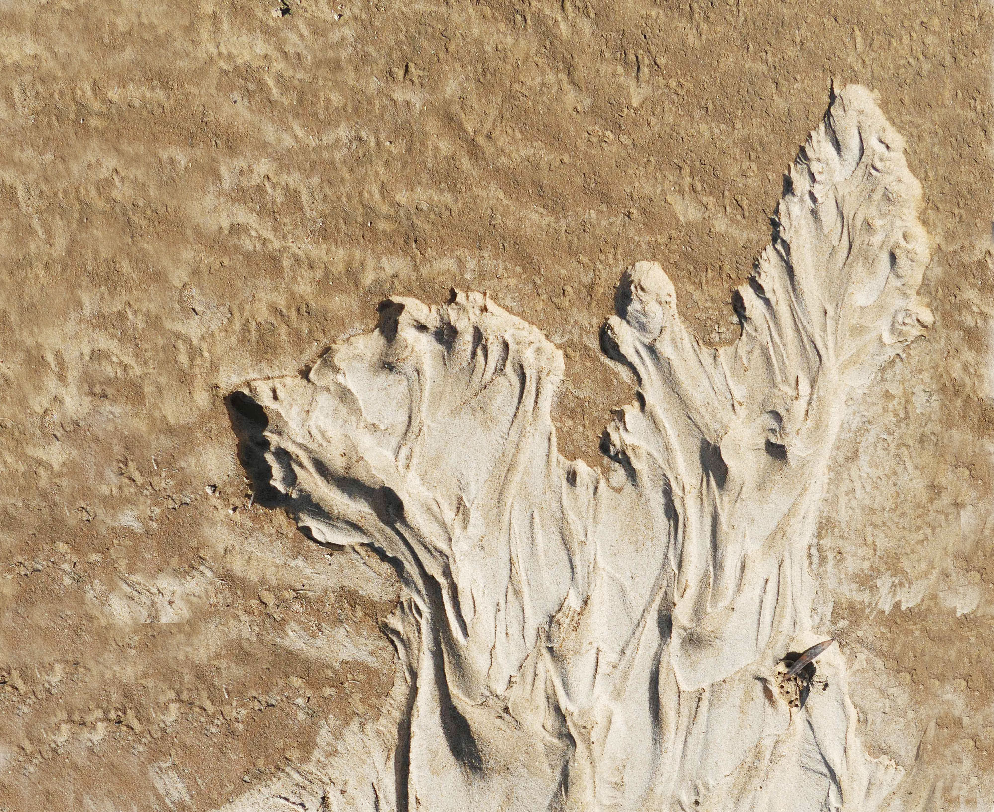 ... der Strand-Terrier ...