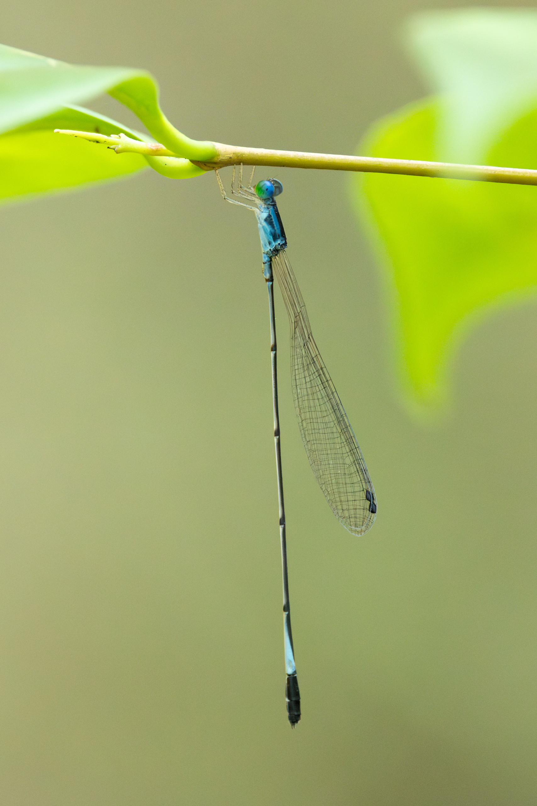 Teinobasis olivacea