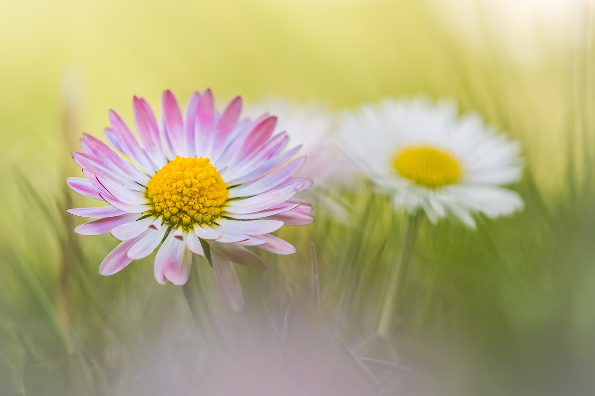 Kleine Schönheiten - Gänseblümchen -
