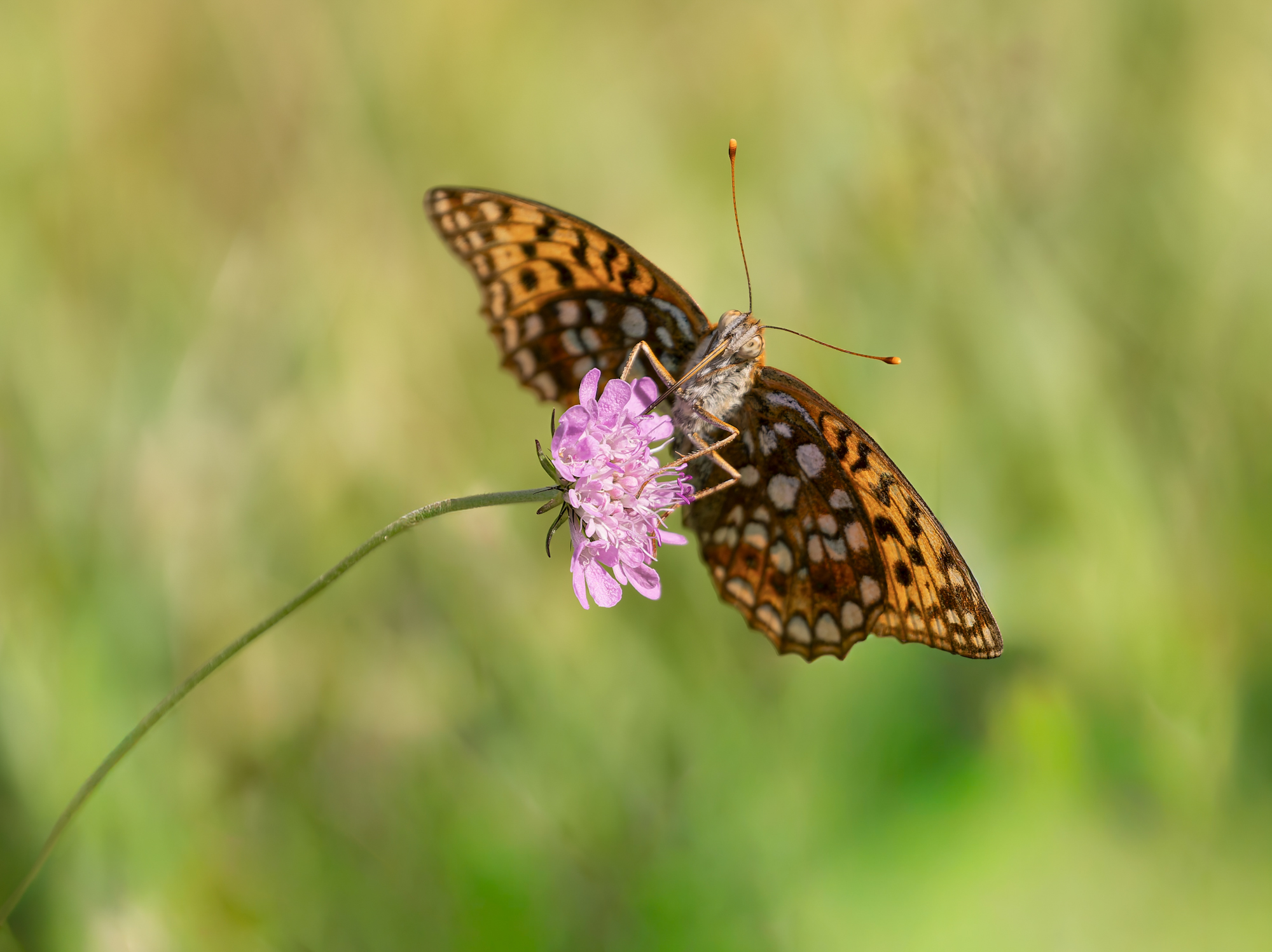 Feuriger Perlmuttfalter (Fabriciana adippe)