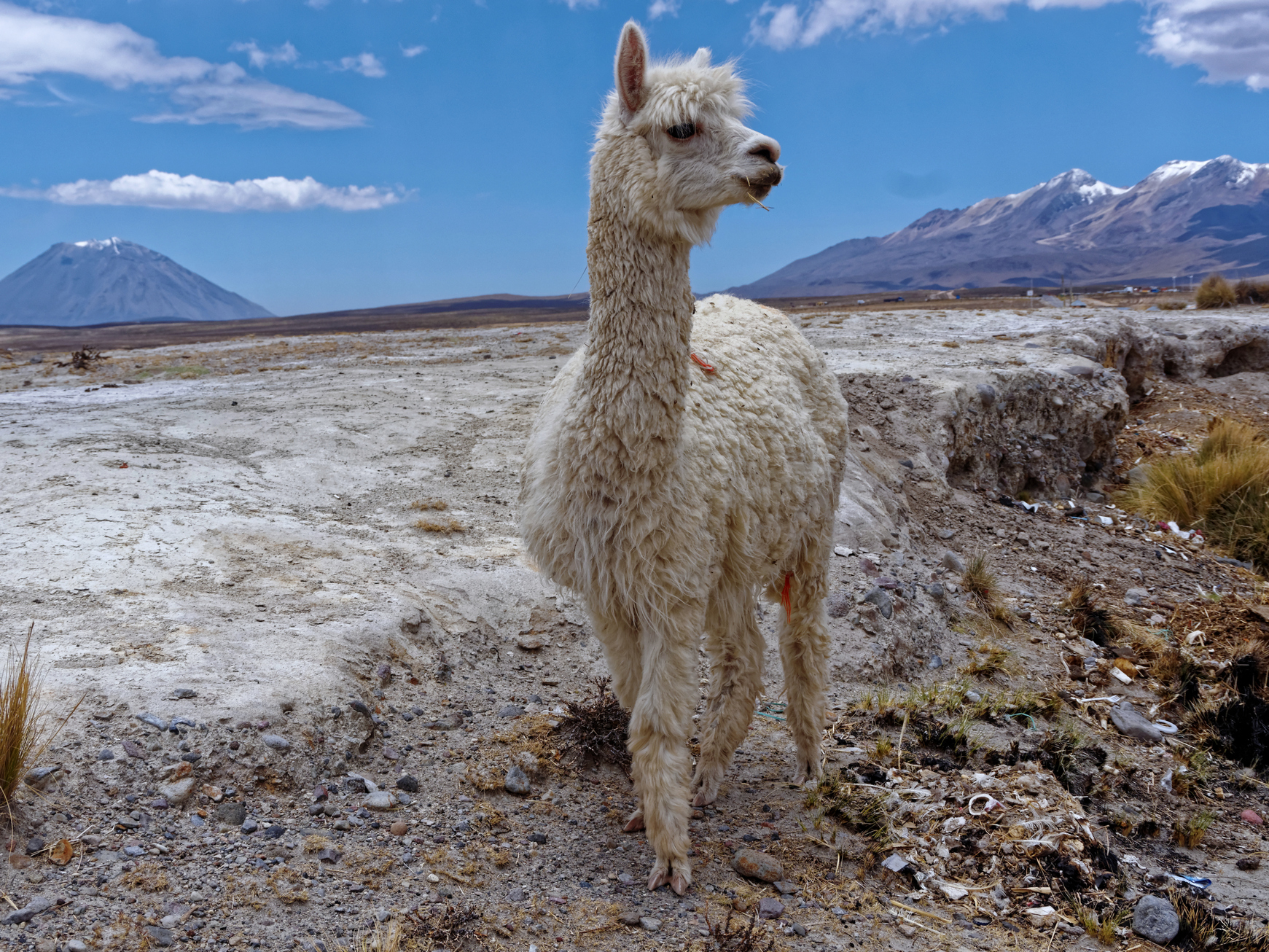Alpaka auf einer Hochebene in Peru