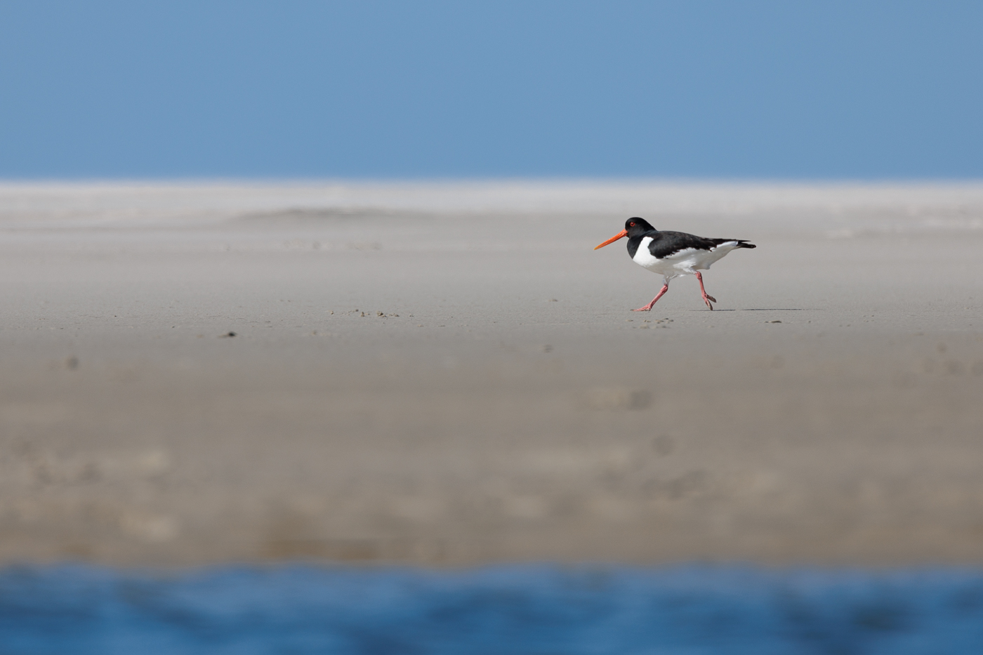 Als Strandläufer..