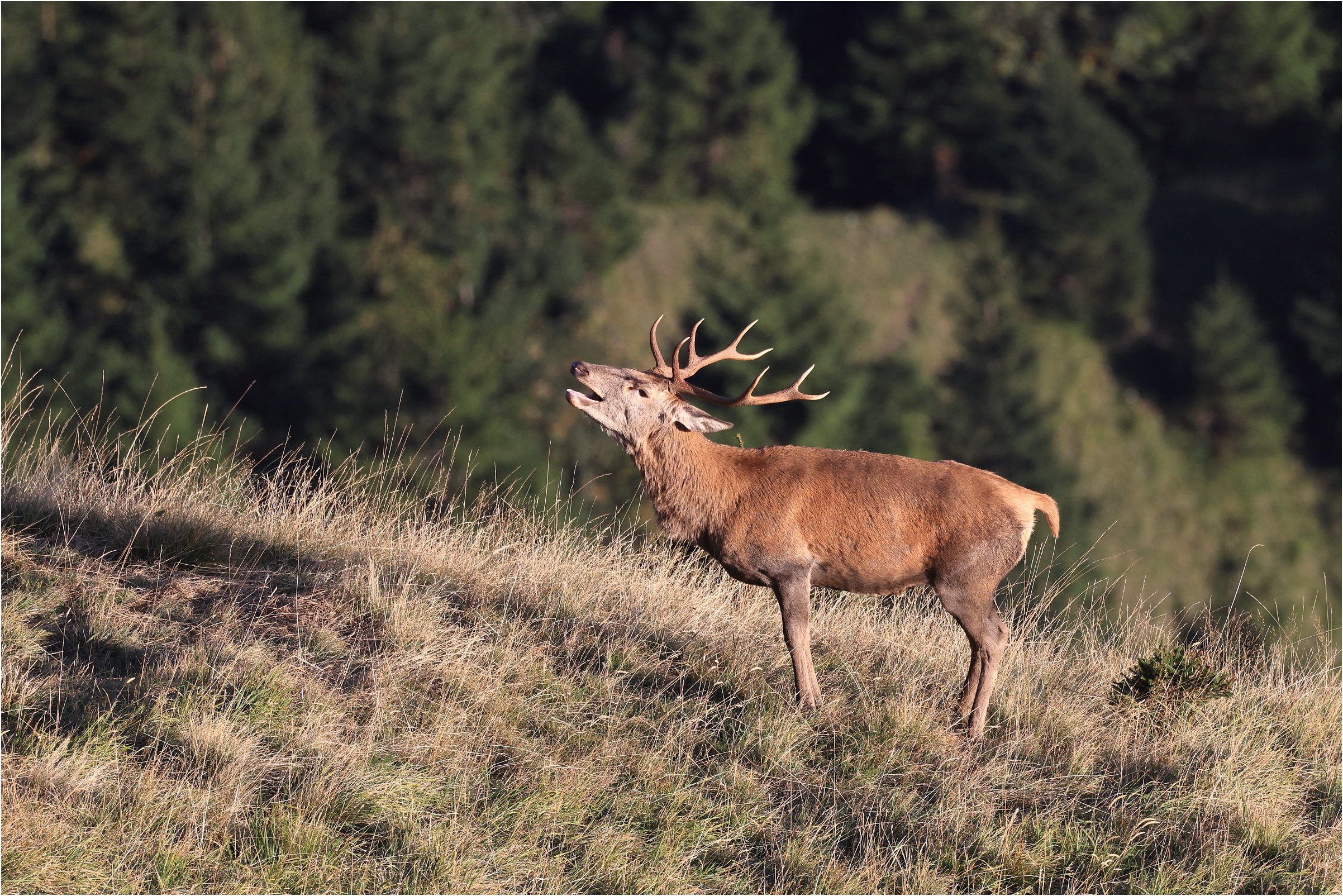 Hirschbrunft