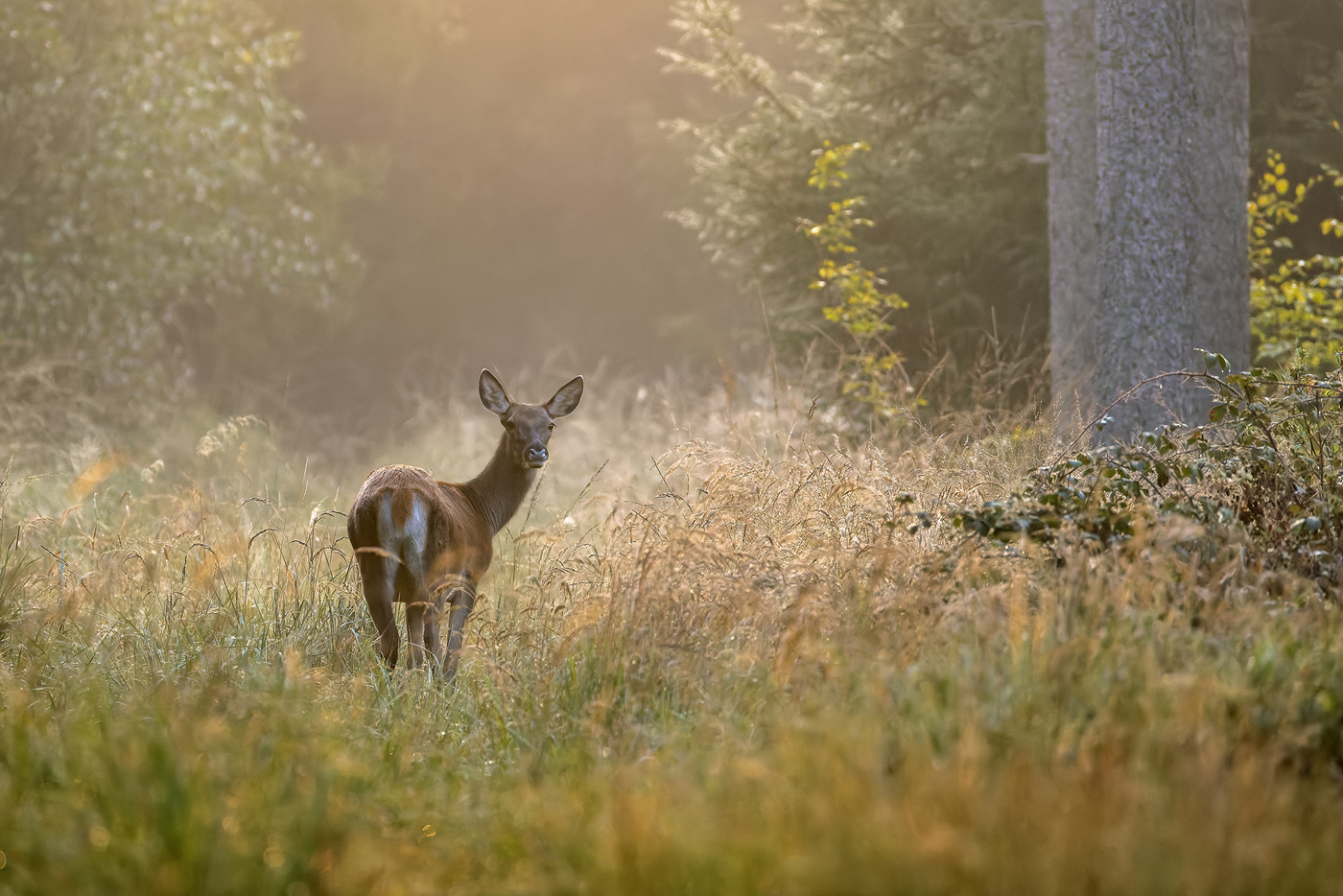 Morgens im Wald