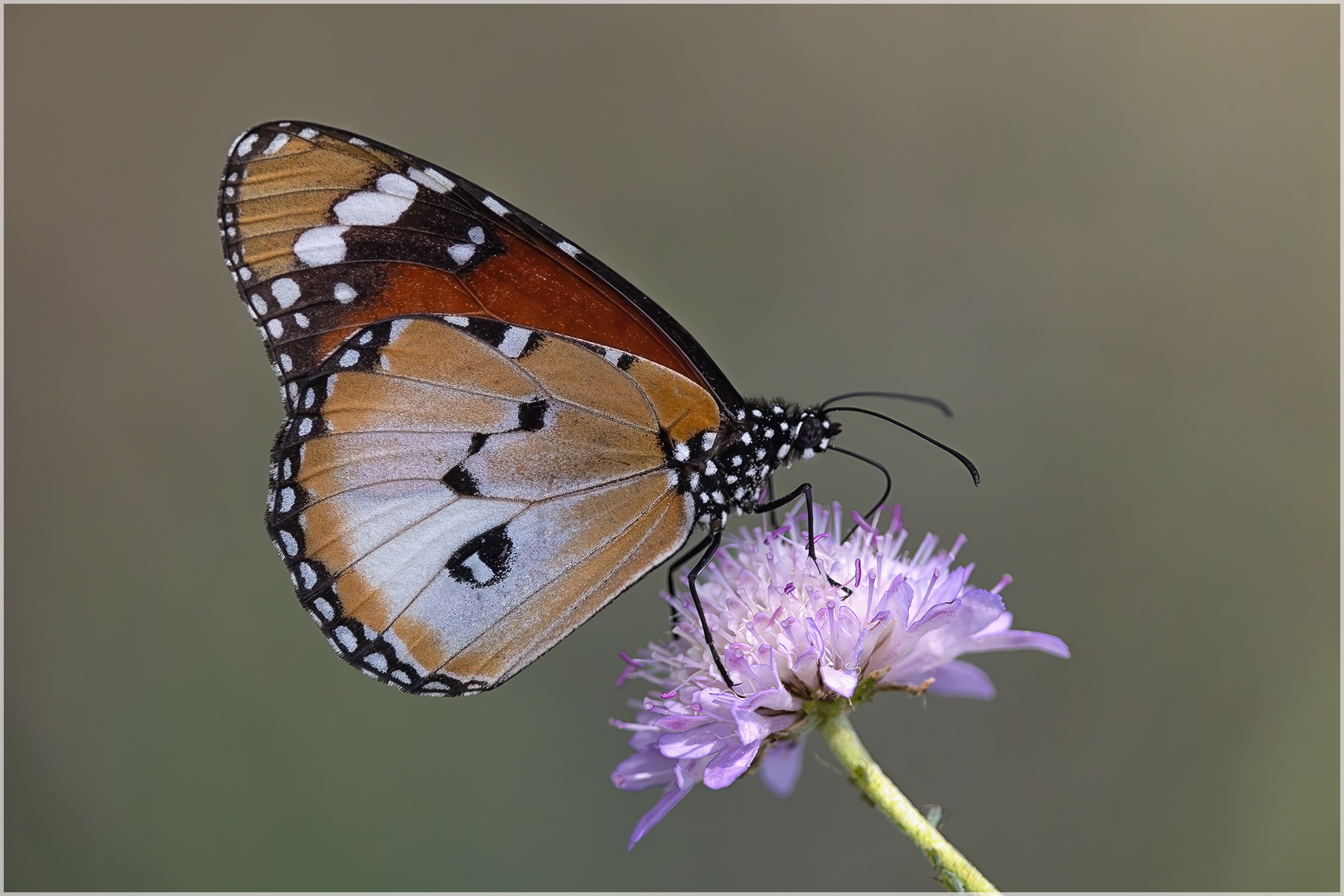 Kleiner Monarch