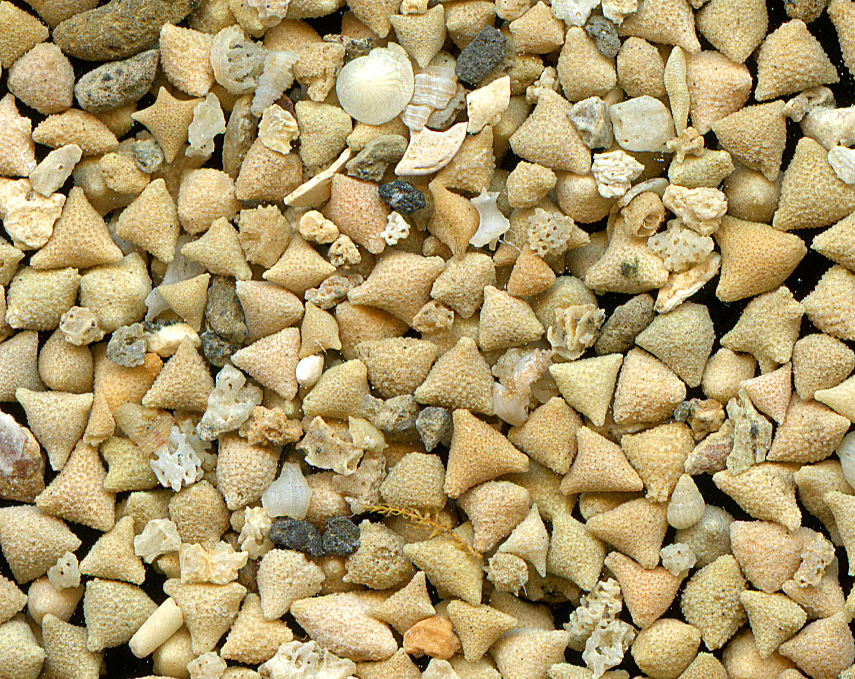 Fossilien oder Sand?
